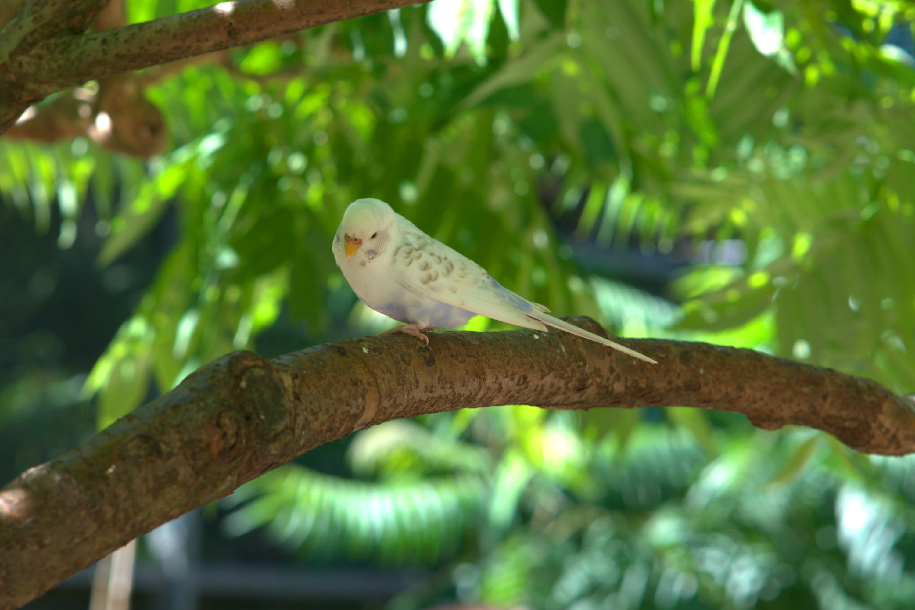 plumage, outdoors, plant part, sweet, perching, vertebrate, bird, focus on foreground, tree, plant, animal, parrot, cute, creature, parakeet, nature, zoo, HD Wallpaper