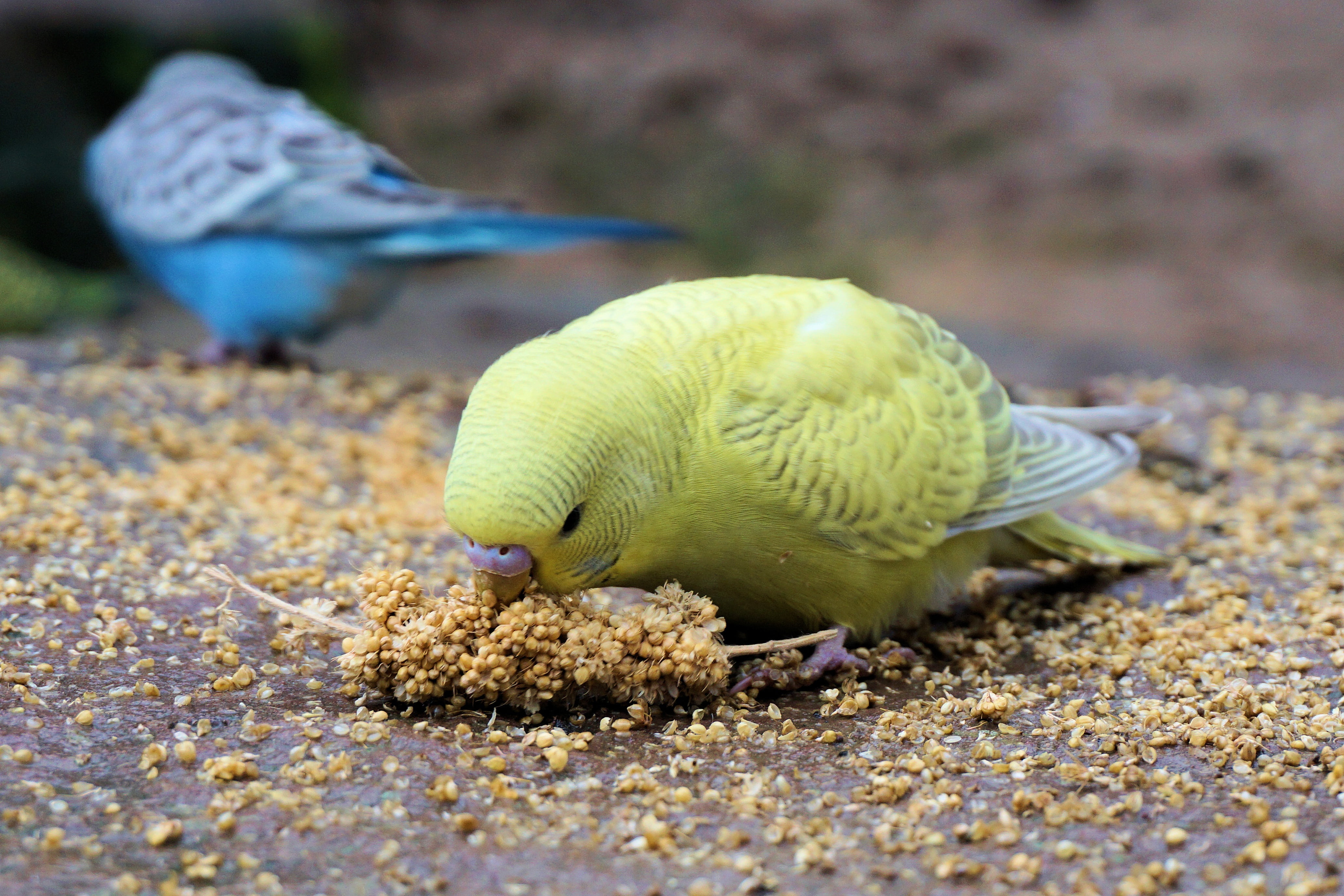 day, yellow, land, close-up, animal world, feeding, marine, beach, sea, zoo sababurg, underwater, animals in the wild, one animal, budgie, coral, bird, HD Wallpaper