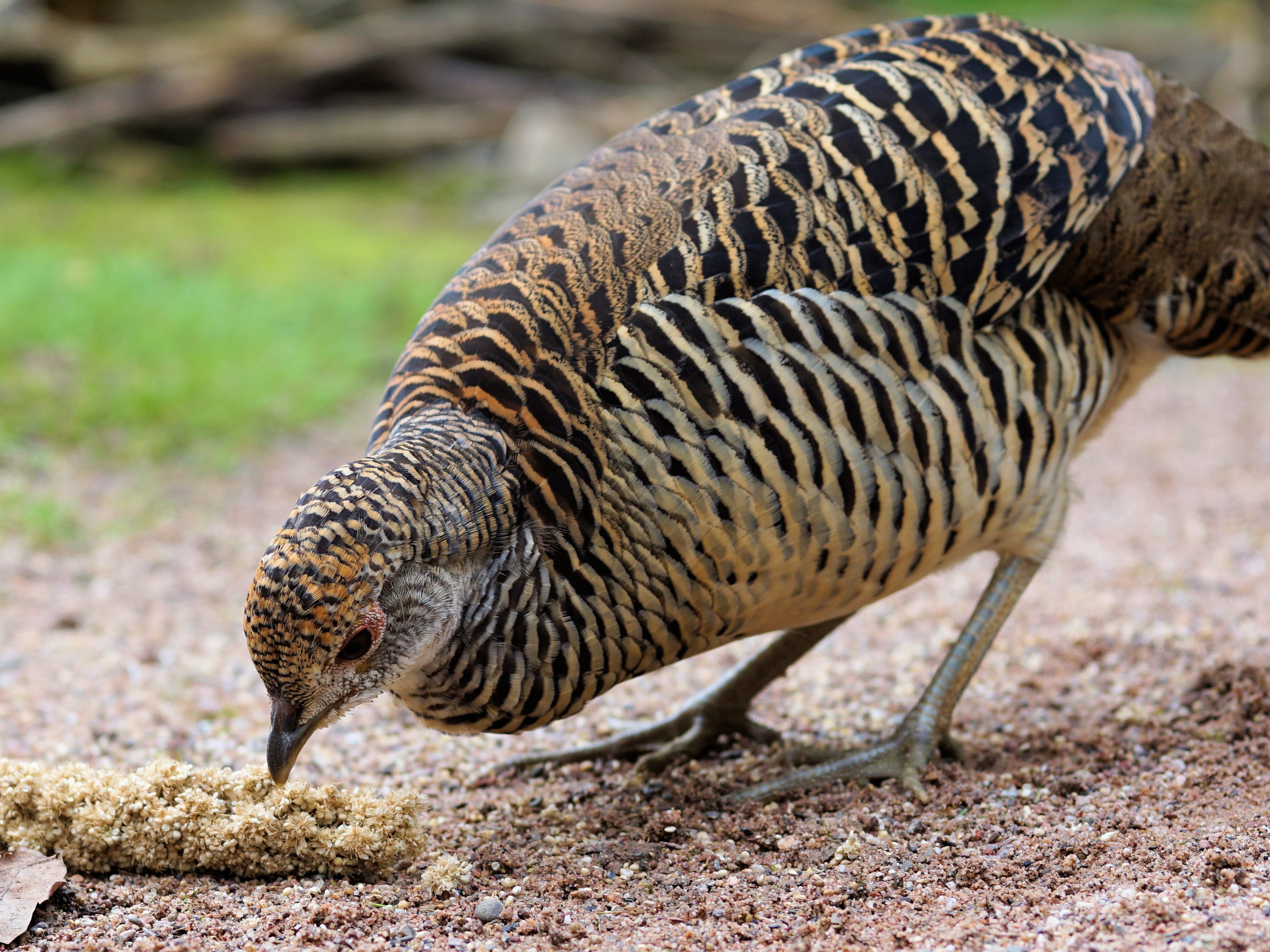 pheasant, zoo, female, goldfasan, travel destinations, day, sababurg castle, plumage, bill, nature, 2K, bird, domestic animals, animal wildlife, motion, HD Wallpaper