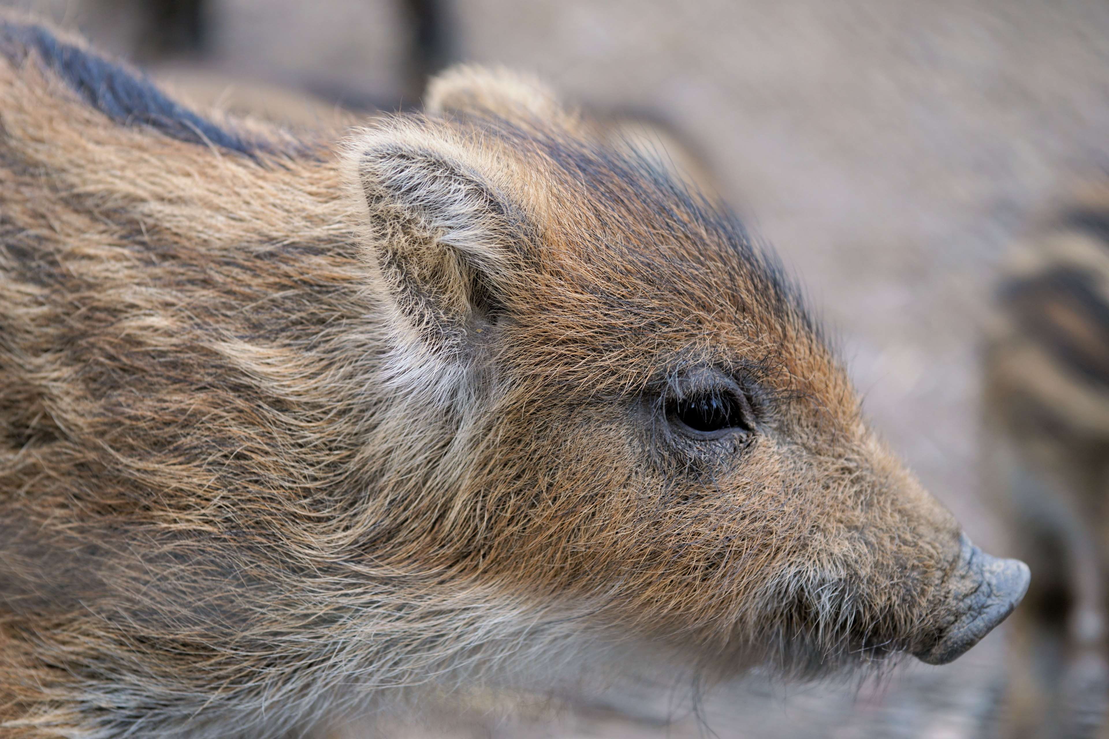 young, wild pigs, small, day, outdoors, 4K, animals in the wild, whisker, portrait, wildlife park, profile view, boar, forest, pig, looking, animal wildlife, HD Wallpaper