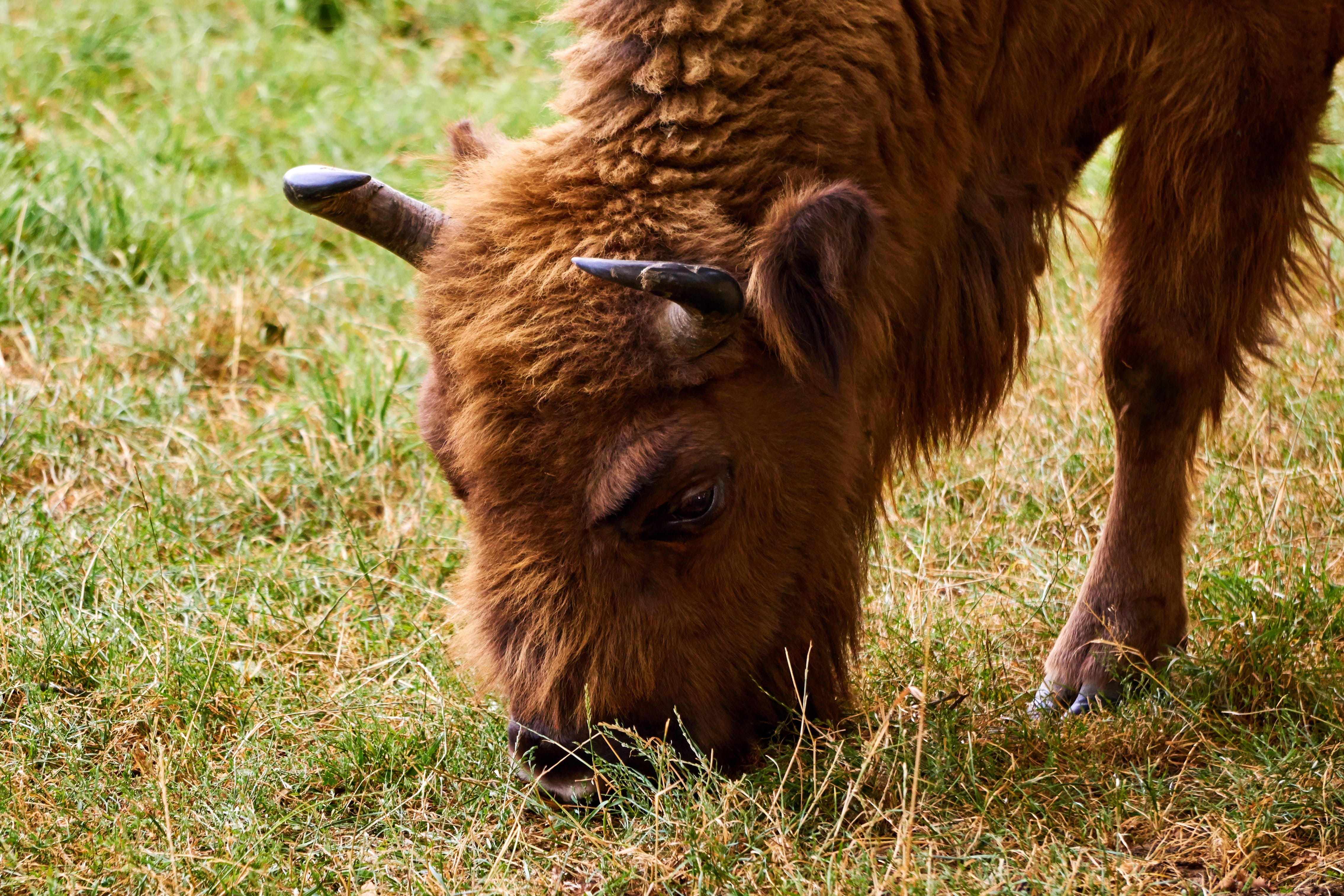 animal world, no people, vertebrate, domestic cattle, herbivorous, mammal, sababurg castle, pets, horns, graze, creature, cattle, zoo, wild, wisent, 4K, HD Wallpaper
