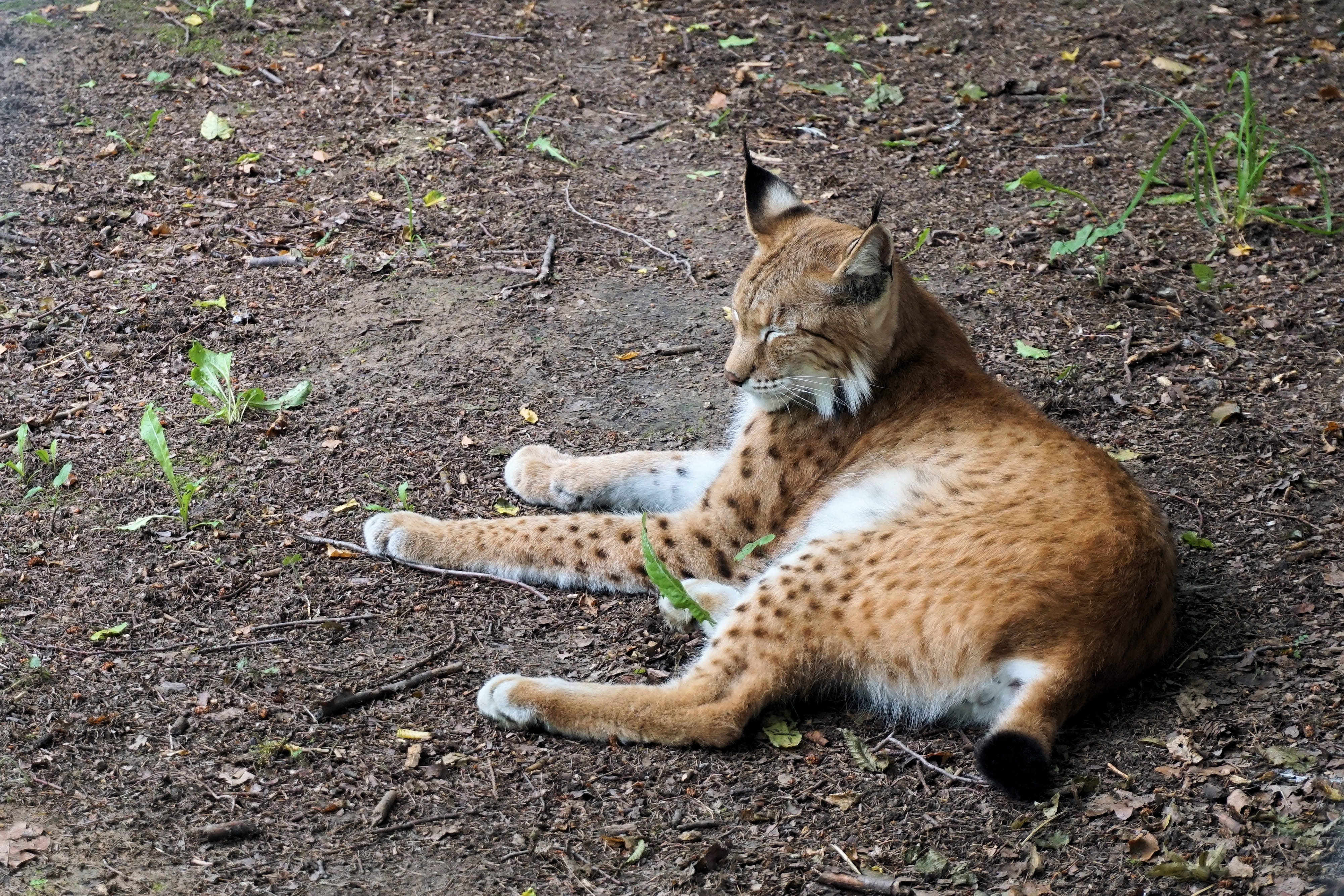 day, animal themes, high angle view, relaxation, pets, vertebrate, Nature, no people, feline, domestic animals, Cat, resting, Animal, Lynx, mammal, field, HD Wallpaper