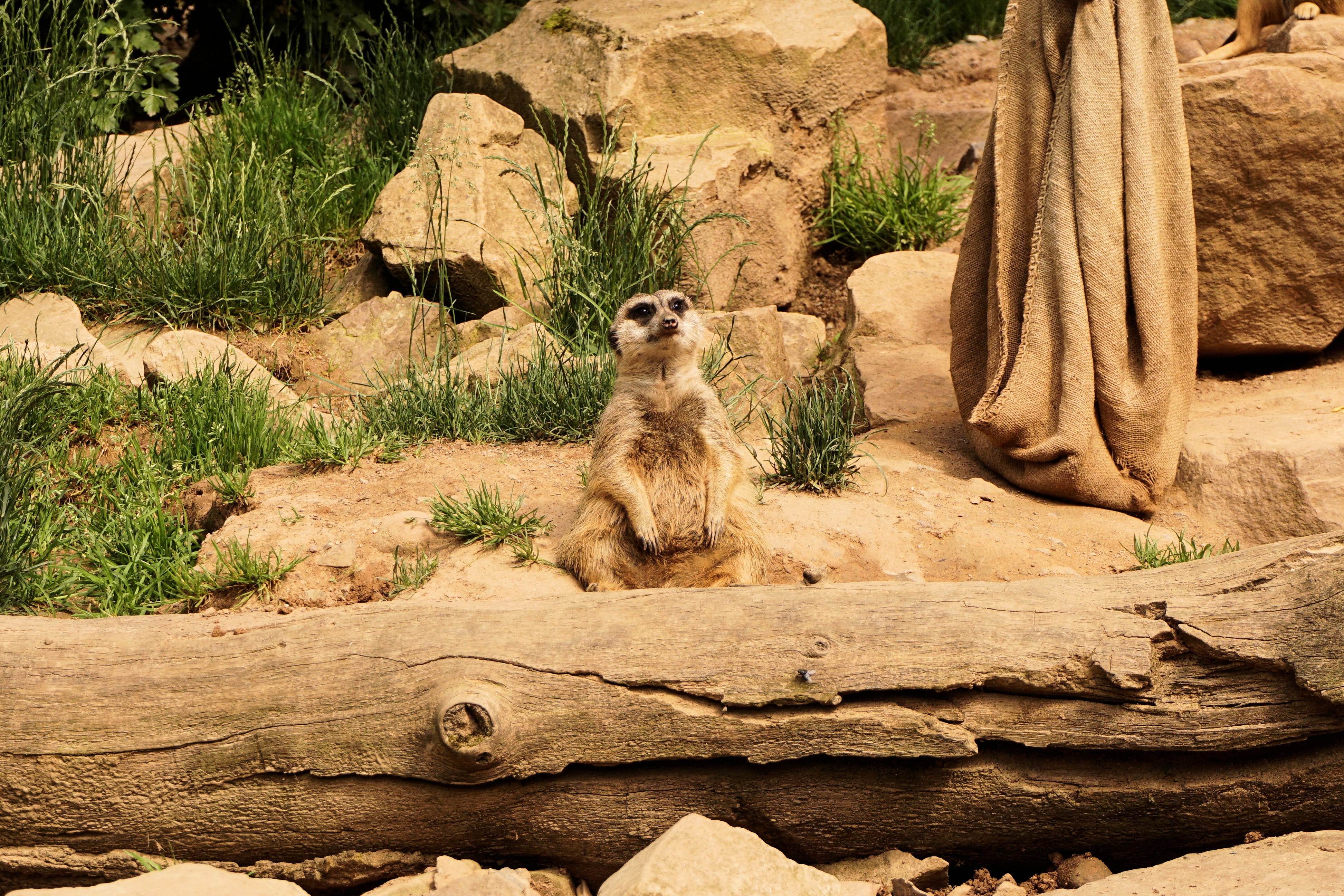 4K, tree, sunlight, solid, sitting, animal themes, rock - object, looking, plant, no people, Meerkat, Animals, animal wildlife, animal, one animal, Sababurg, HD Wallpaper