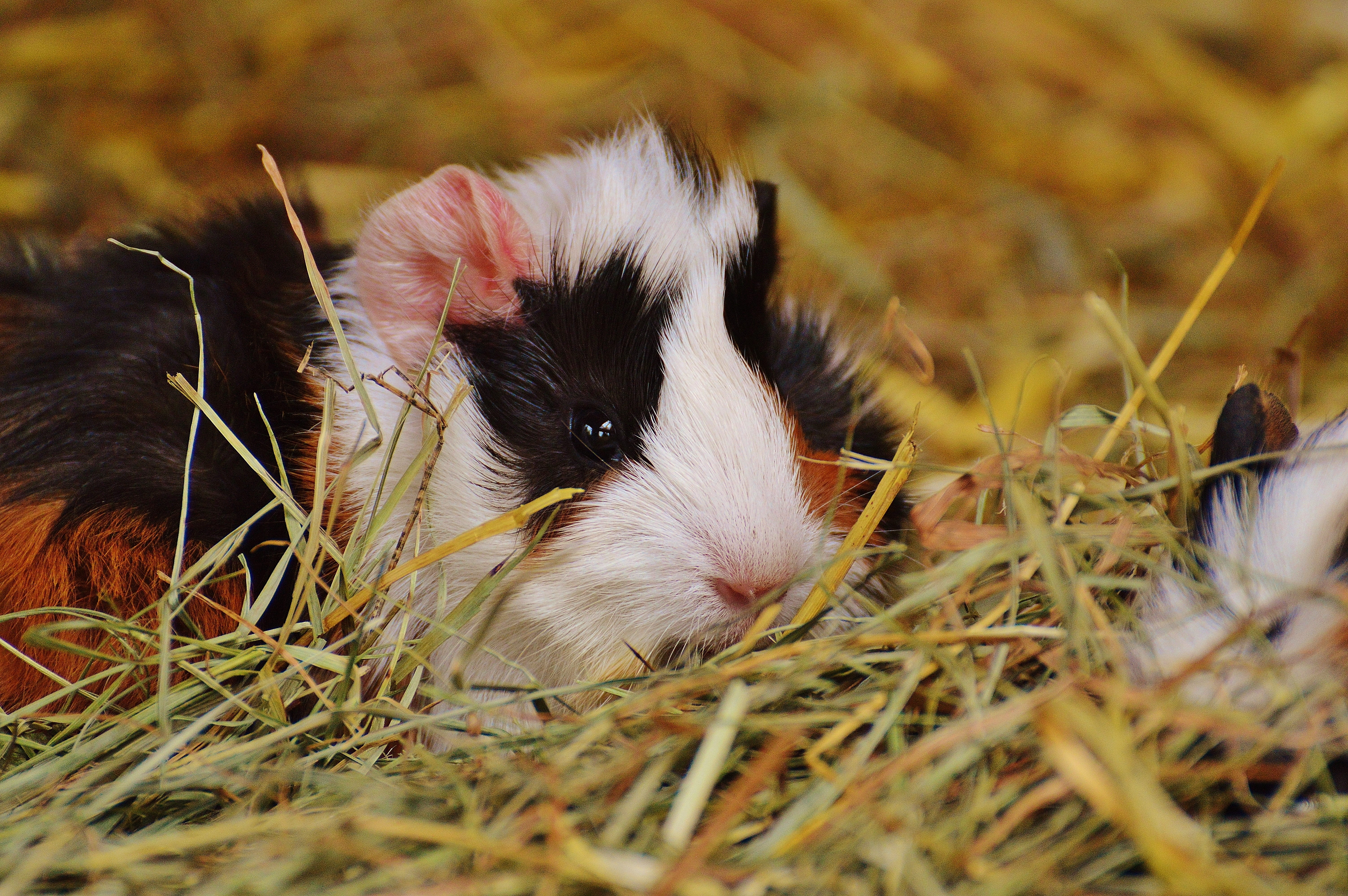 nature, sweet, young animals, vertebrate, domestic animals, guinea pig, plant, fur, domestic, grass, no people, mammal, rabbit - animal, young, 5K, animal wildlife, HD Wallpaper
