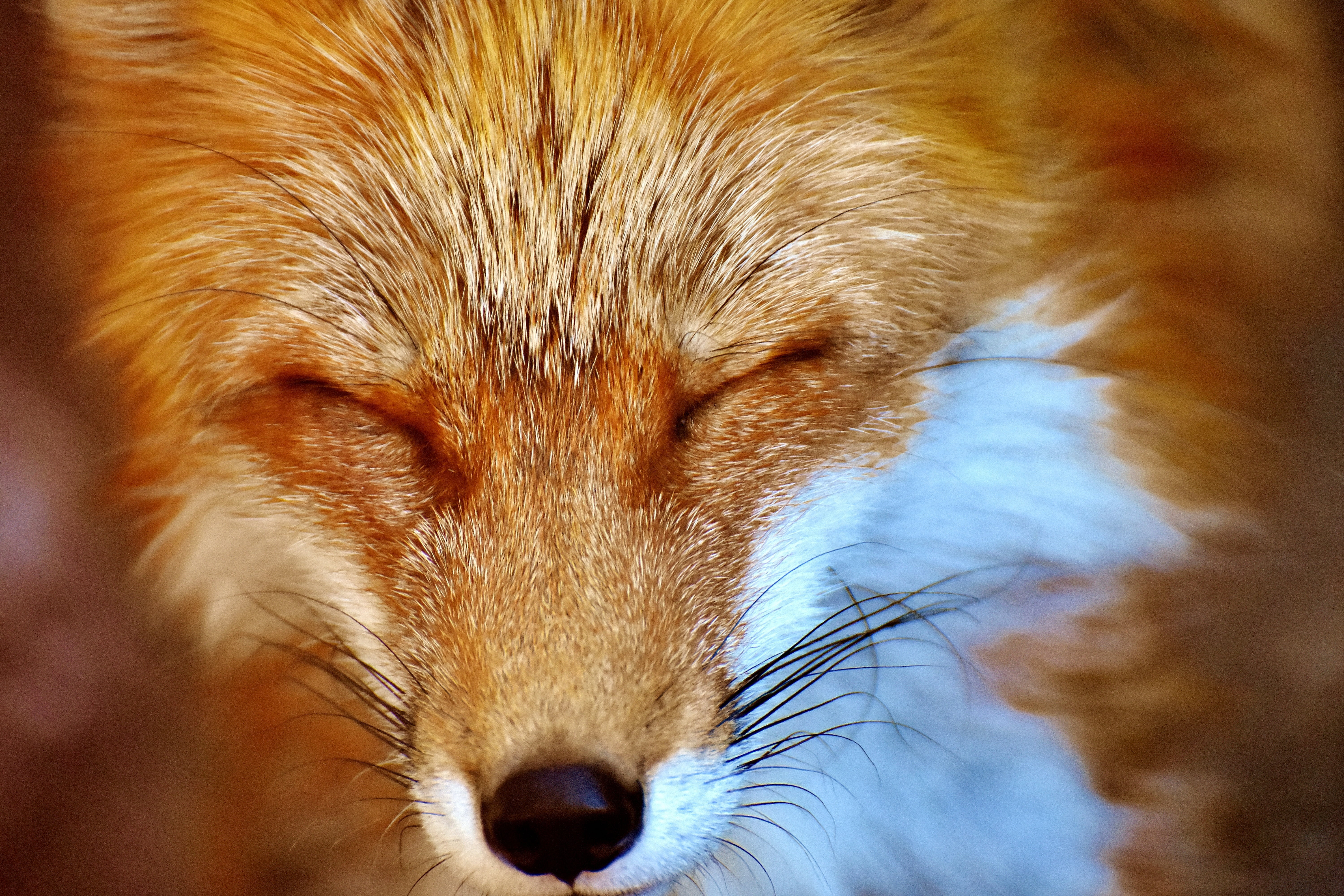 close-up, photo, animal, one animal, domestic animals, animal themes, animal body part, no people, domestic, hair, portrait, animal head, fuchs, animal world, HD Wallpaper