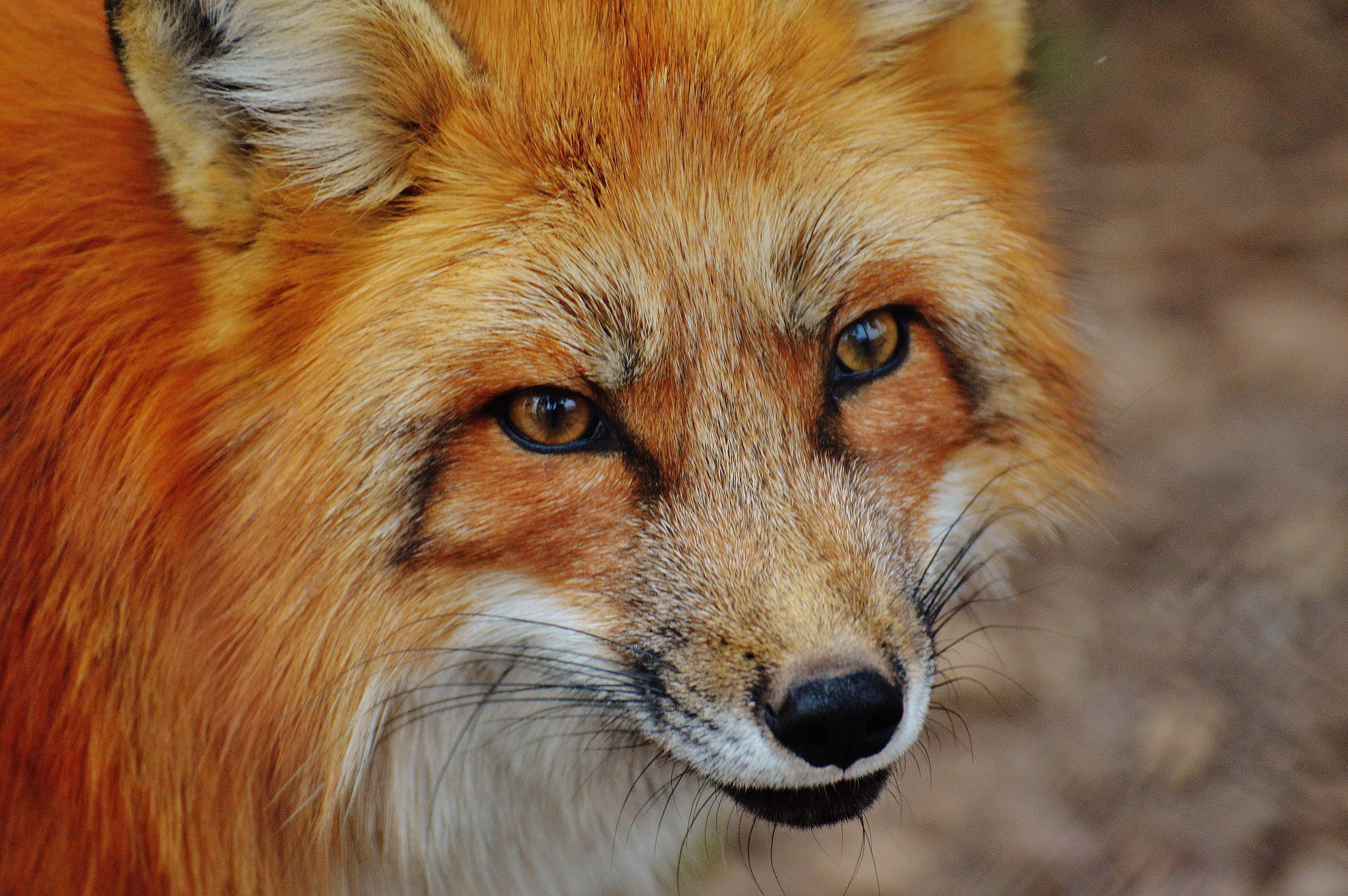 looking at camera, zoo, vertebrate, animal wildlife, wildpark poing, animal, animal eye, close up photography, animal portrait, close-up, animal body part, HD Wallpaper