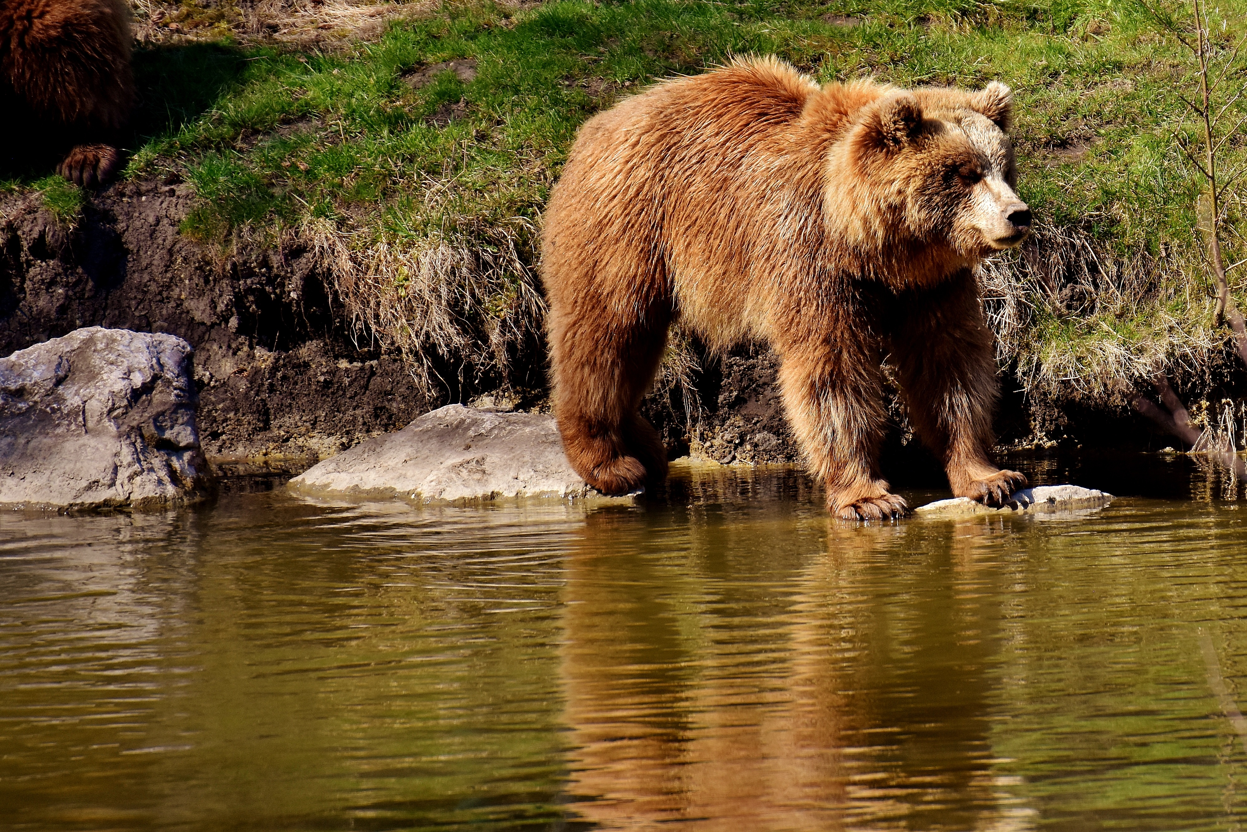wildlife, brown, outdoors, animals In The Wild, waterfront, large, no people, predator, rock, water, fur, day, carnivore, animal world, standing, european brown bear, HD Wallpaper