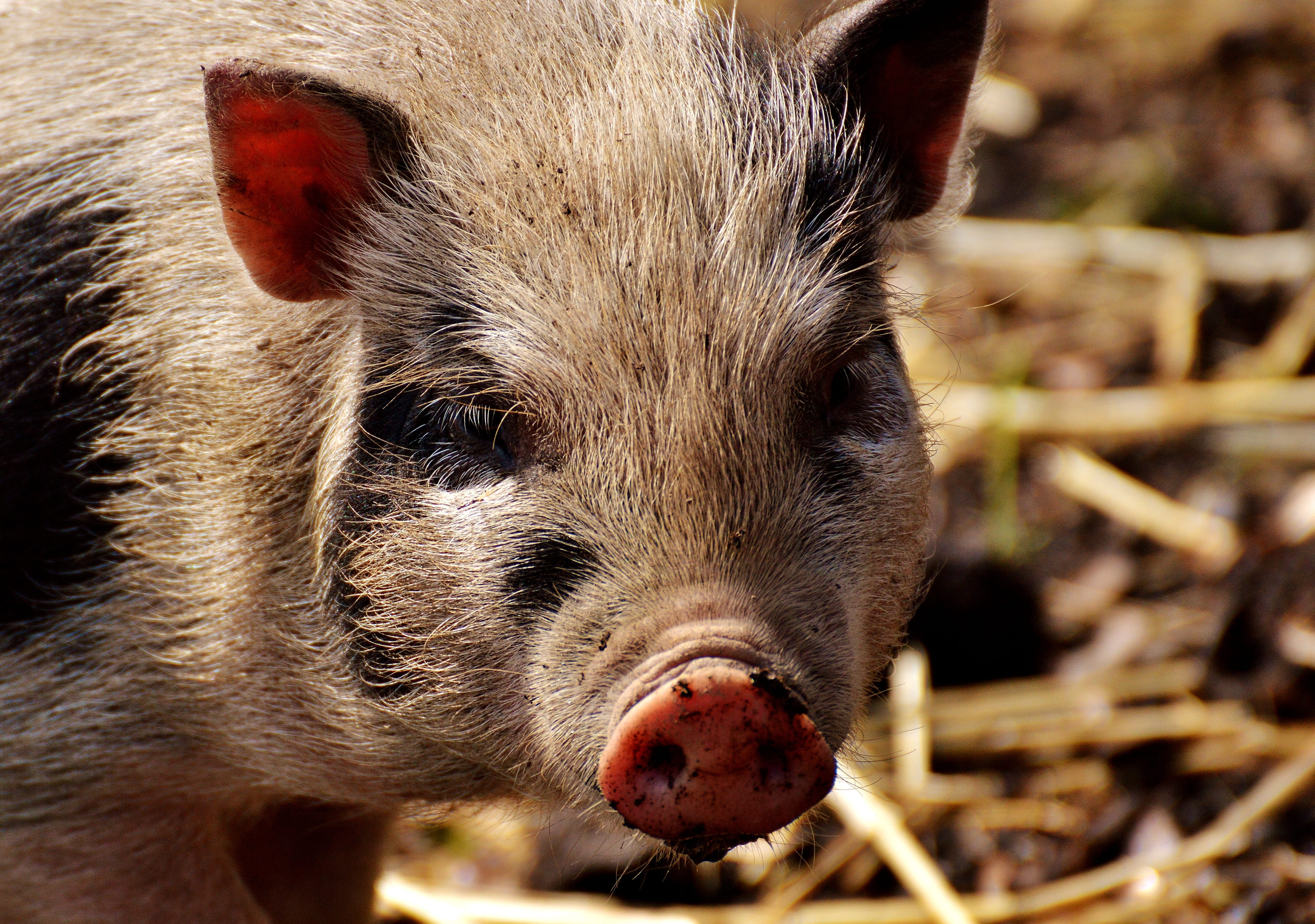 pets, small pigs, piglet, snout, small, wildpark poing, mammal, livestock, wild boar, domestic, animal themes, animal wildlife, baby, day, one animal, domestic animals, HD Wallpaper