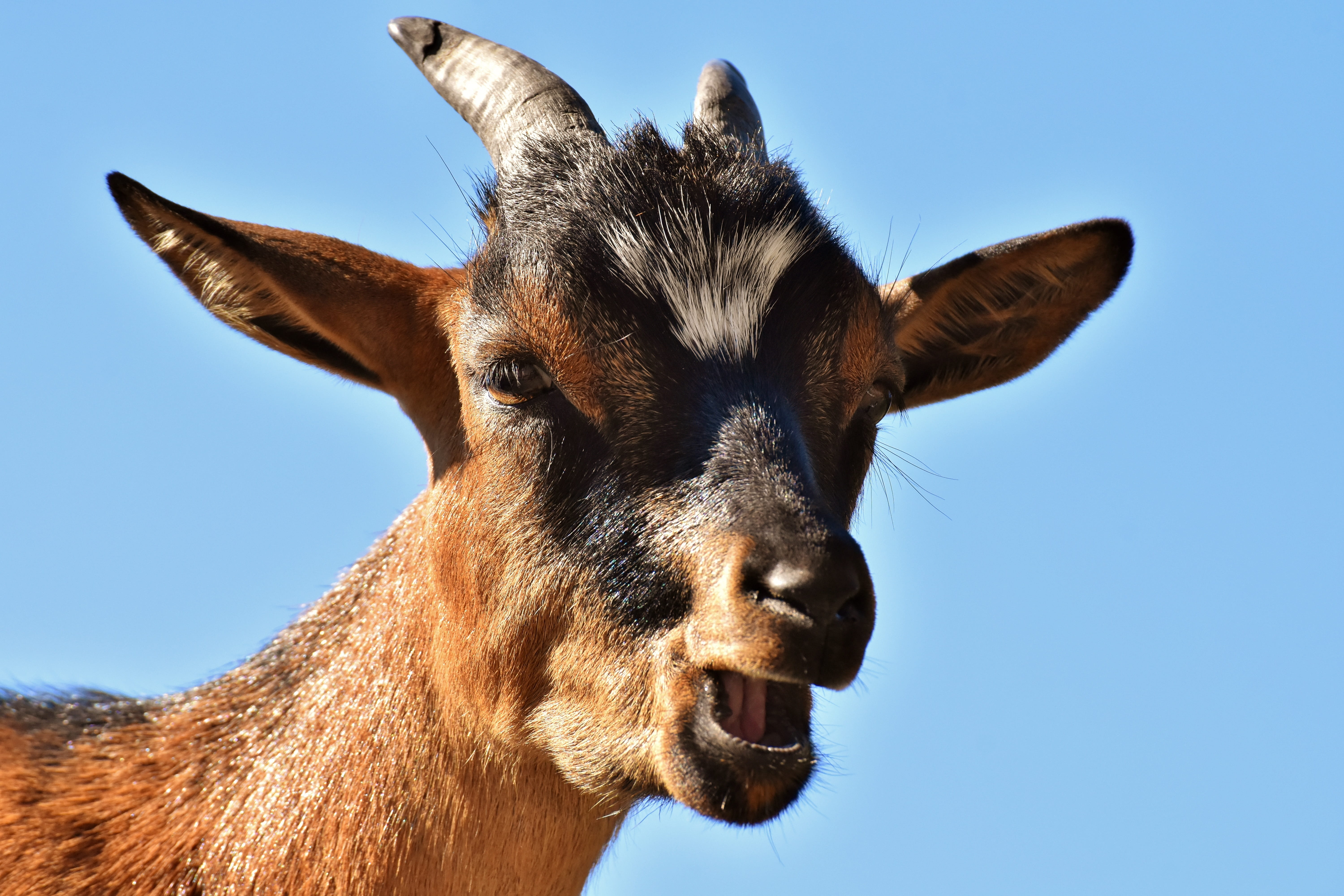 donkey, blue, animal head, animal neck, snout, domestic animals, nature, wildpark poing, 5K, no people, animal, wild animal, clear sky, one animal, sky, HD Wallpaper
