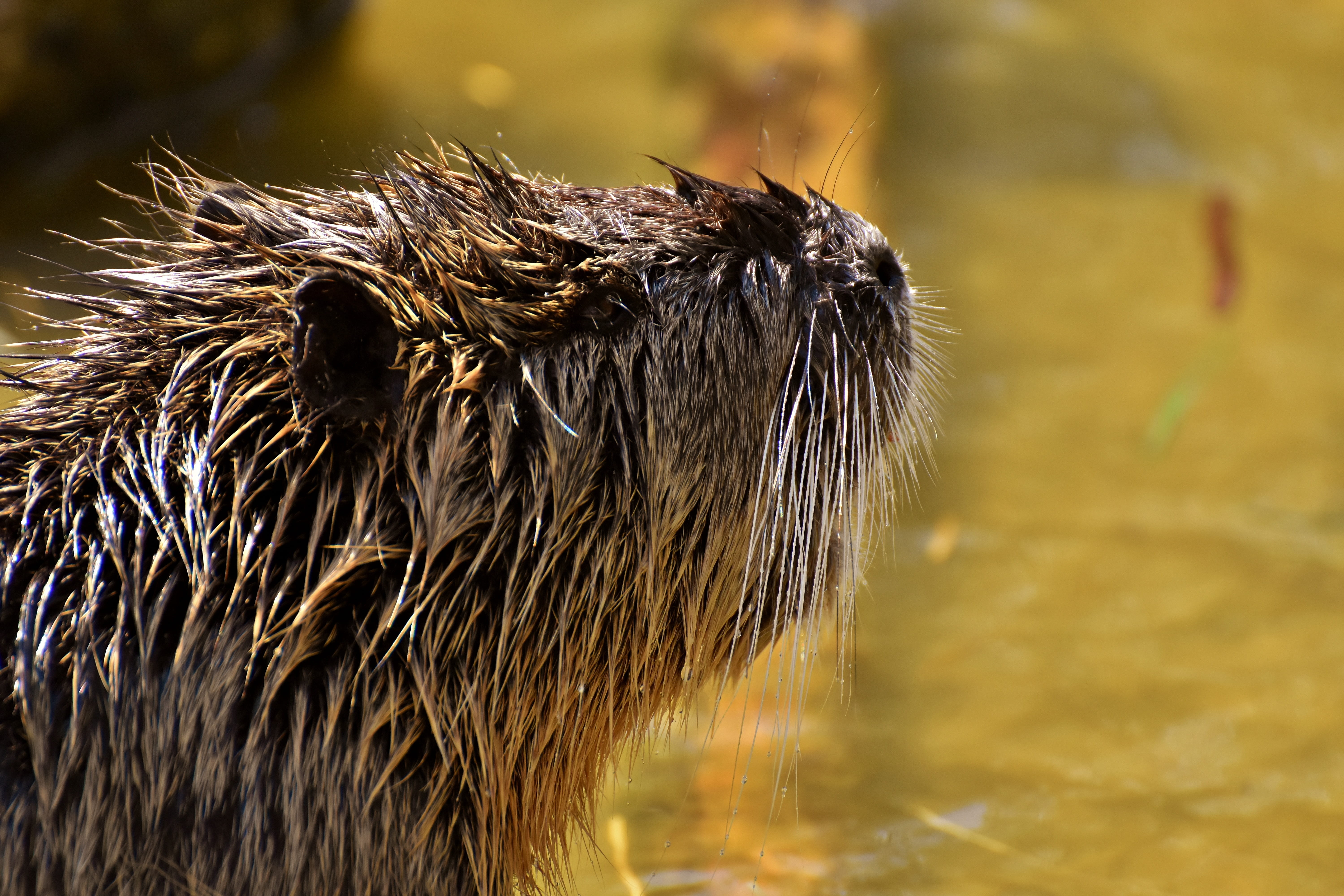 mammal, vertebrate, no people, sunlight, wildpark poing, animal world, rodent, animal, wet, nature, water, whisker, focus on foreground, nutria, close-up, HD Wallpaper