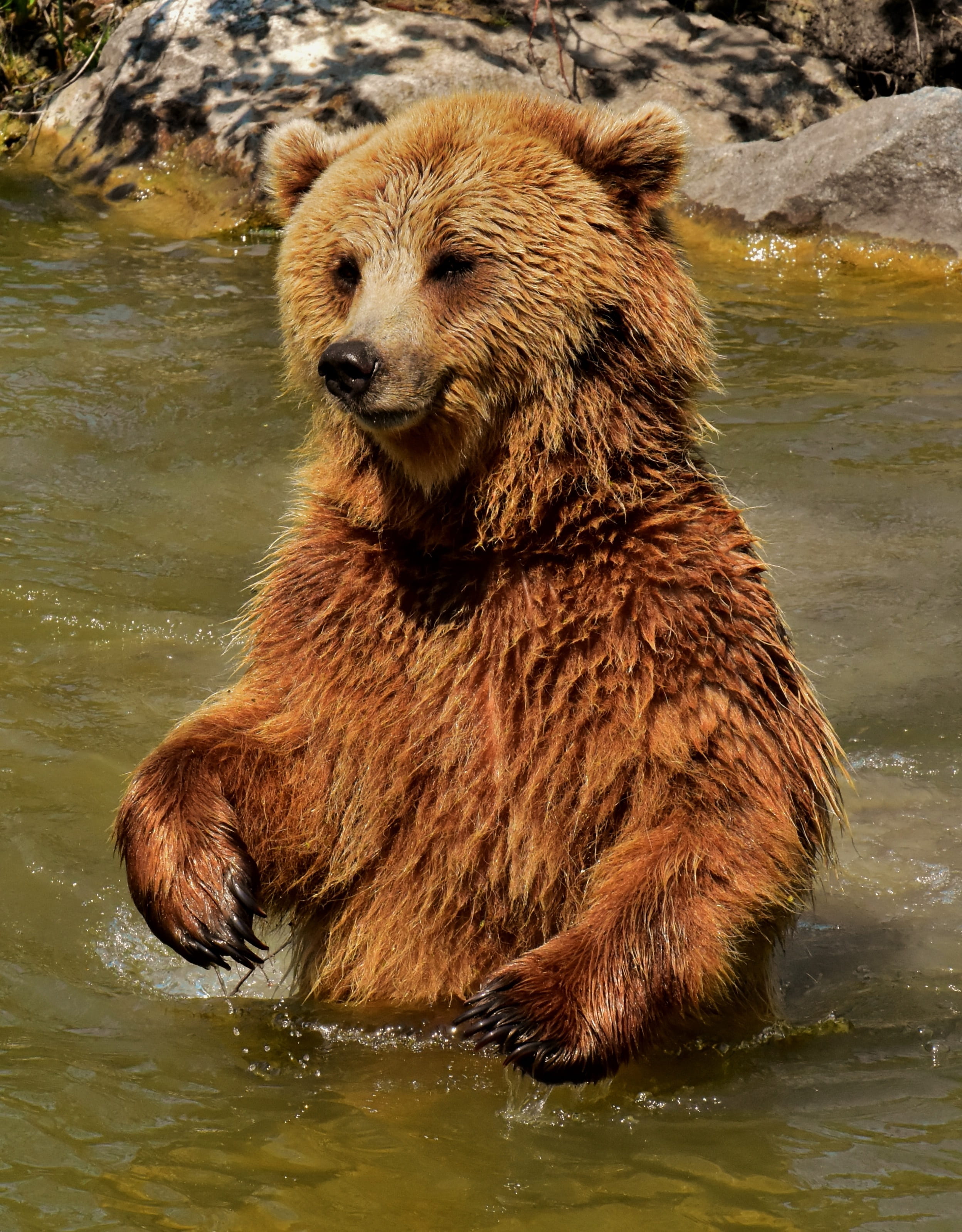 nature park, european brown bear, water, lake, dangerous, no people, animal, vertebrate, bear, one animal, animal themes, brown bear, animal wildlife, brown, Phone HD Wallpaper