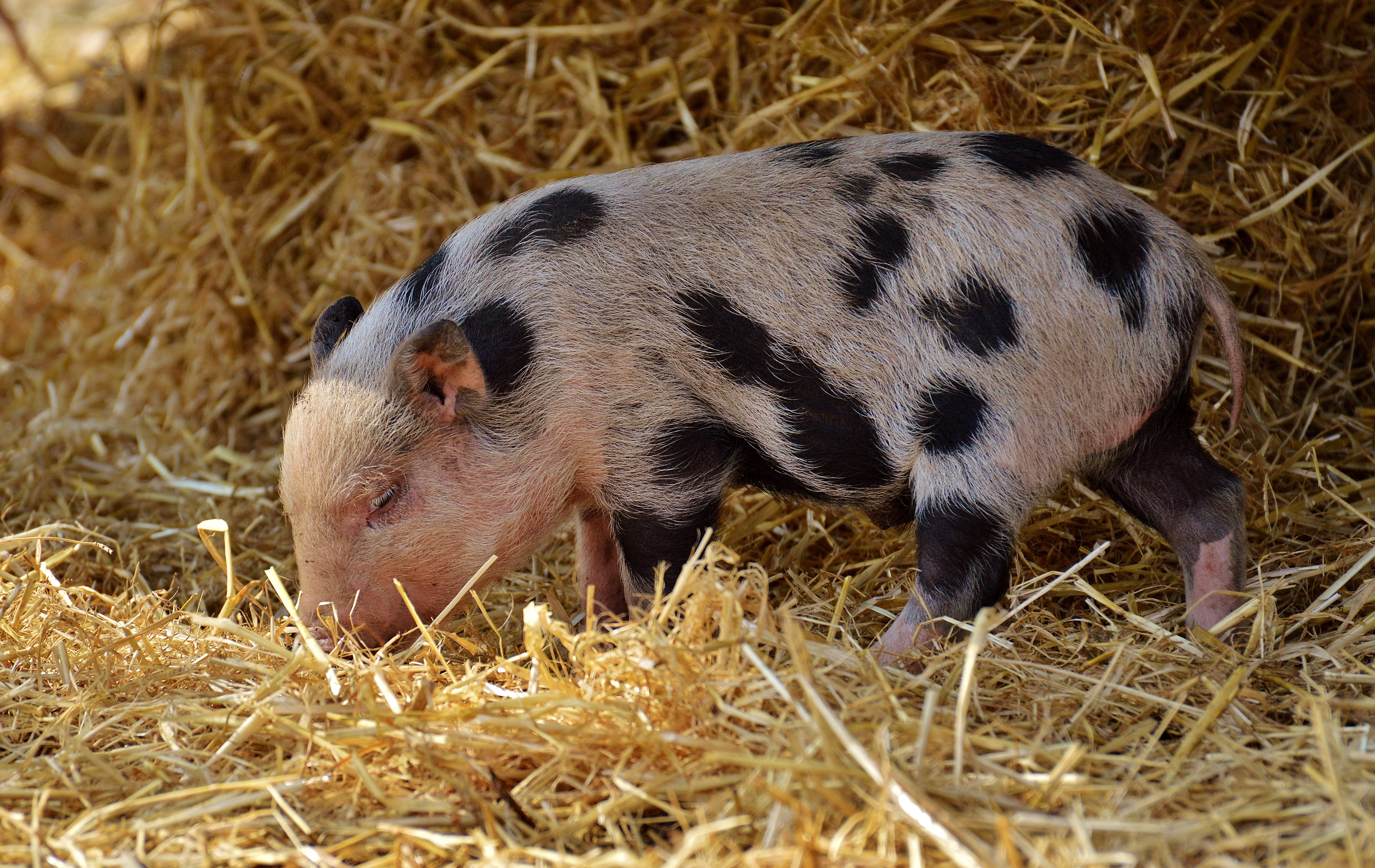 domestic, no people, livestock, land, animal, cute, young animal, grass, small, hay, piglet, straw, small pigs, day, nature, 5K, sweet, funny, pig, baby, HD Wallpaper