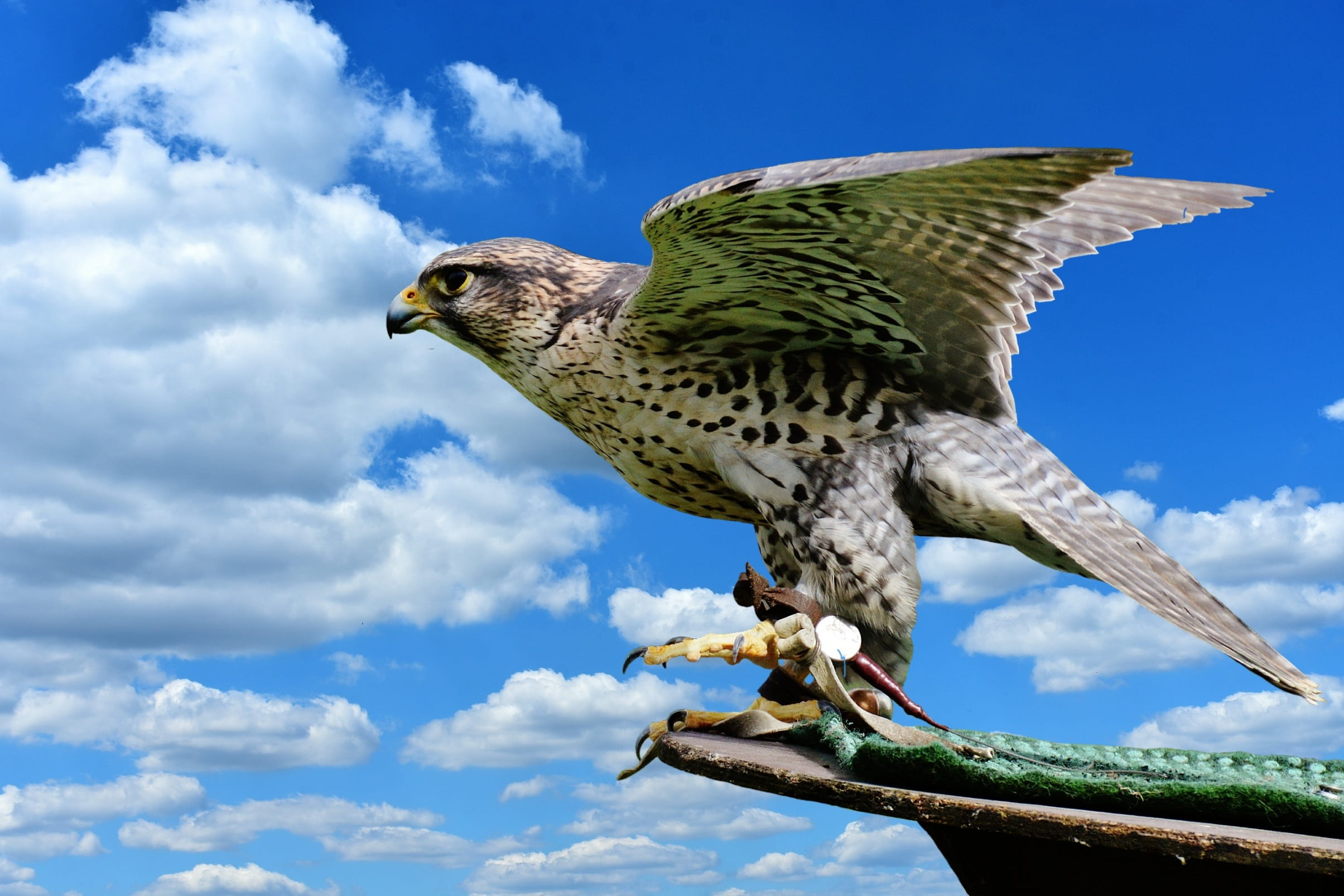 plumage, top, brown, flying, standing, day, cloud - sky, low angle view, surface, one animal, animal themes, animal body part, bill, mid-air, wildlife photography, HD Wallpaper