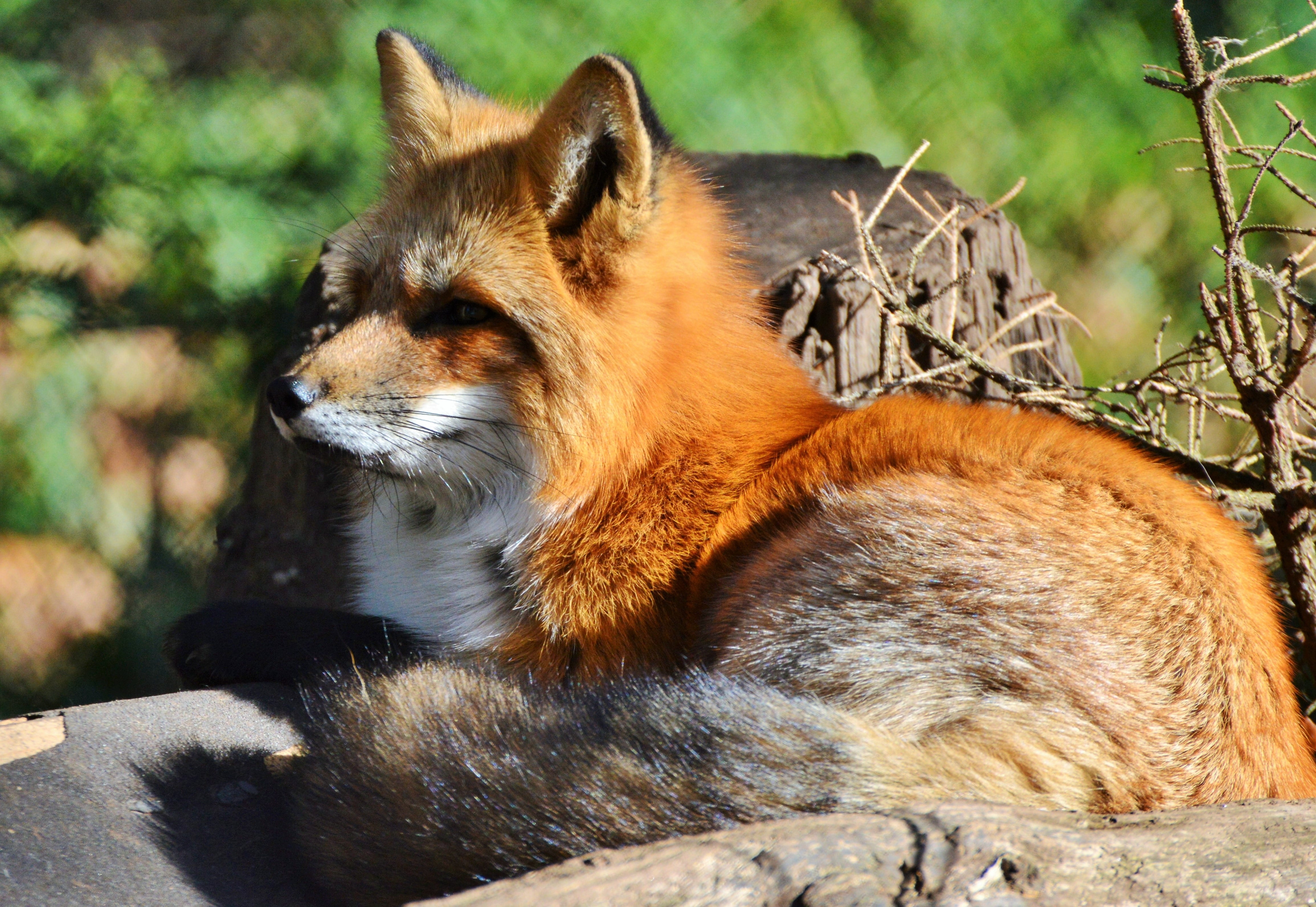 day, side view, animal hair, relaxation, red fox, animals in the wild, mammal, wildlife park, fur, animal wildlife, nature, zoo, brown, wildpark poing, HD Wallpaper