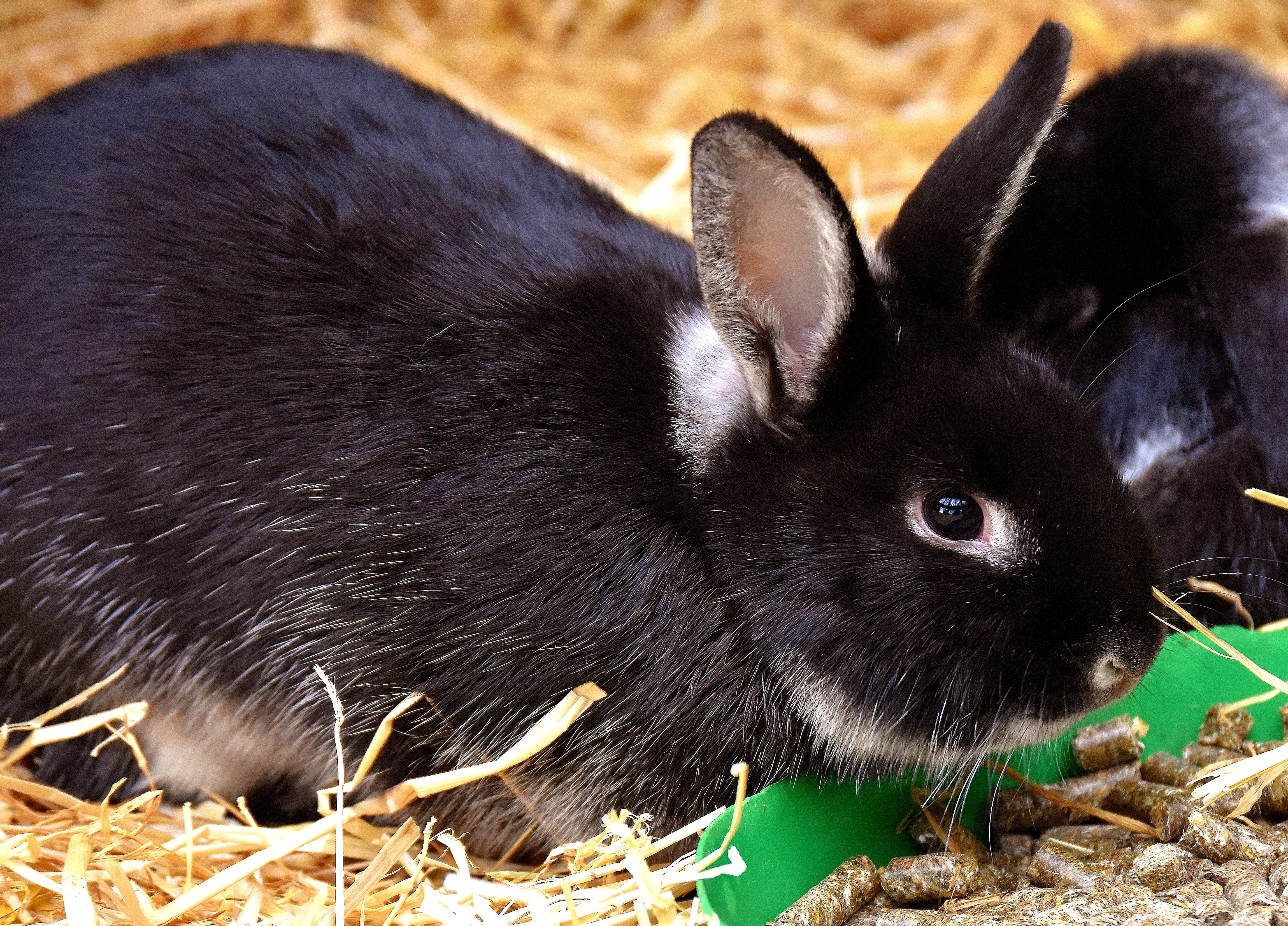domestic animals, 4K, animals in the wild, animal head, focus on foreground, black color, rodent, whisker, bunny, nature, hare, animal wildlife, vertebrate, HD Wallpaper