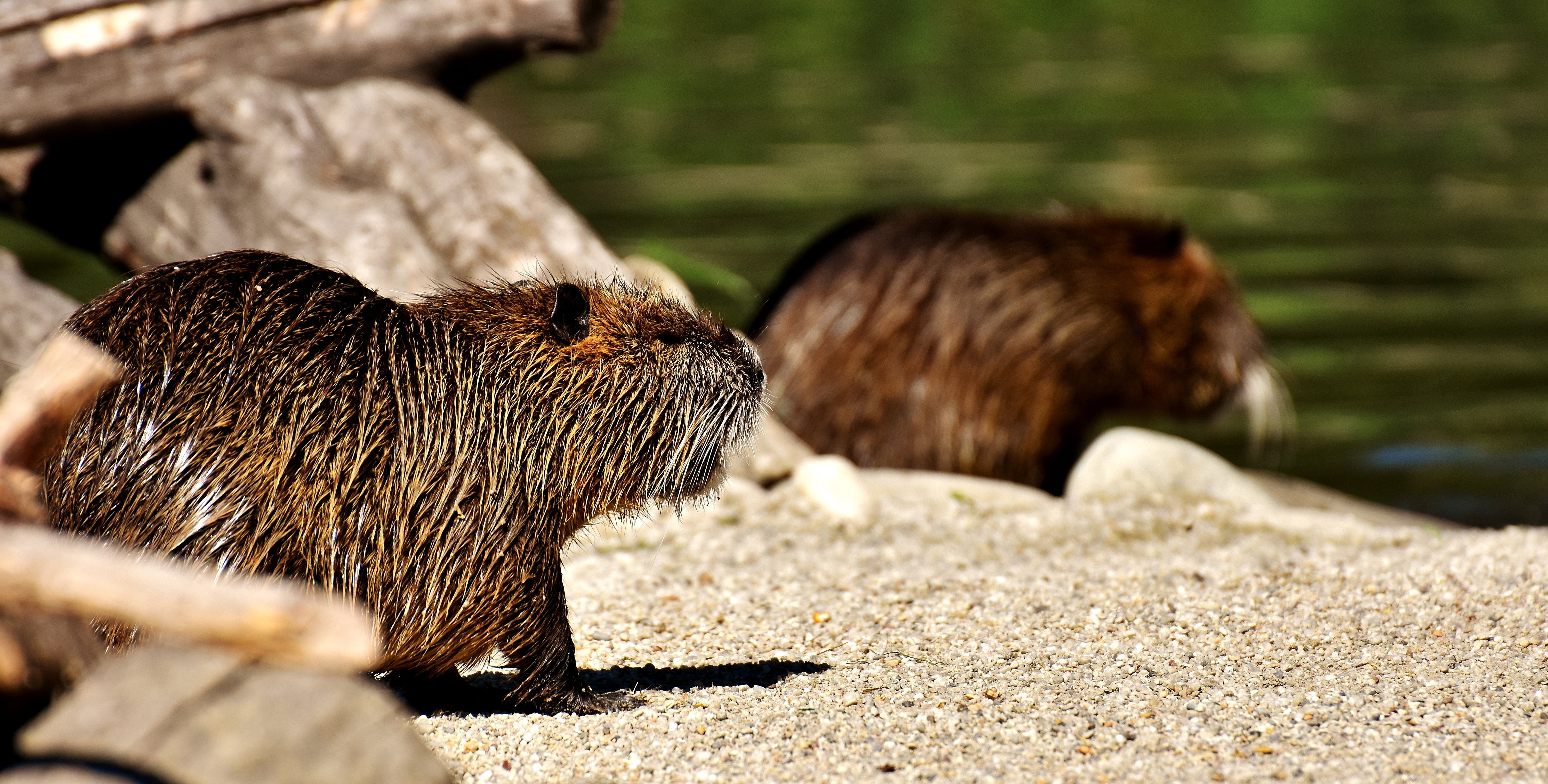 selective focus, fur, nutria, brown, species of rodent, livestock, sunlight, rodent, animal wildlife, field, day, no people, animals In The Wild, animal, HD Wallpaper