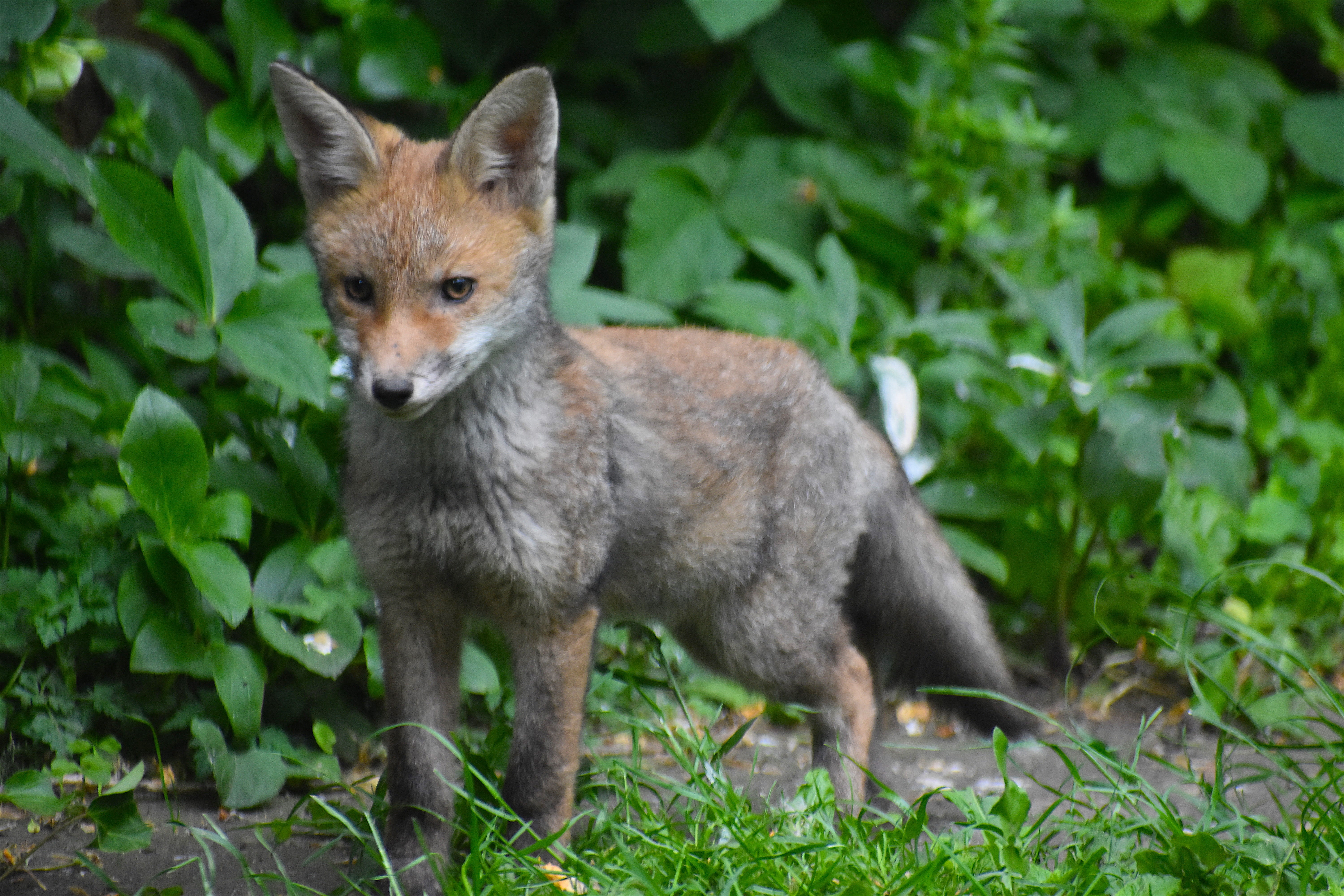 animals in the wild, day, pup, fox, bird, plant part, nature, wolf, agelaius, dog, animal wildlife, coyote, one animal, standing, looking at camera, portrait, HD Wallpaper