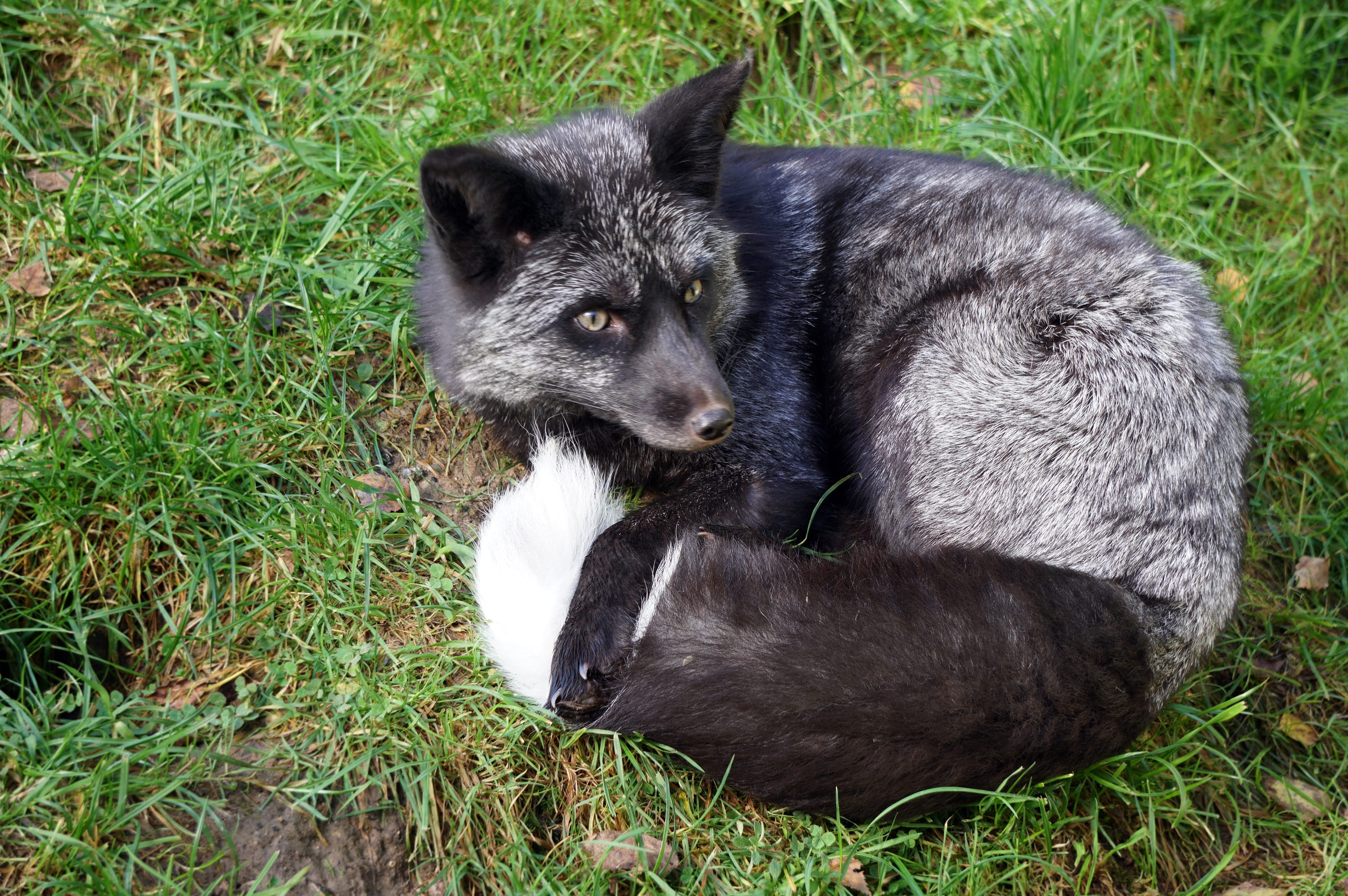 fur, black fox, no people, day, black color, domestic, pointed, animal themes, young animal, green color, nature, field, plant, attention, 2K, animal, HD Wallpaper