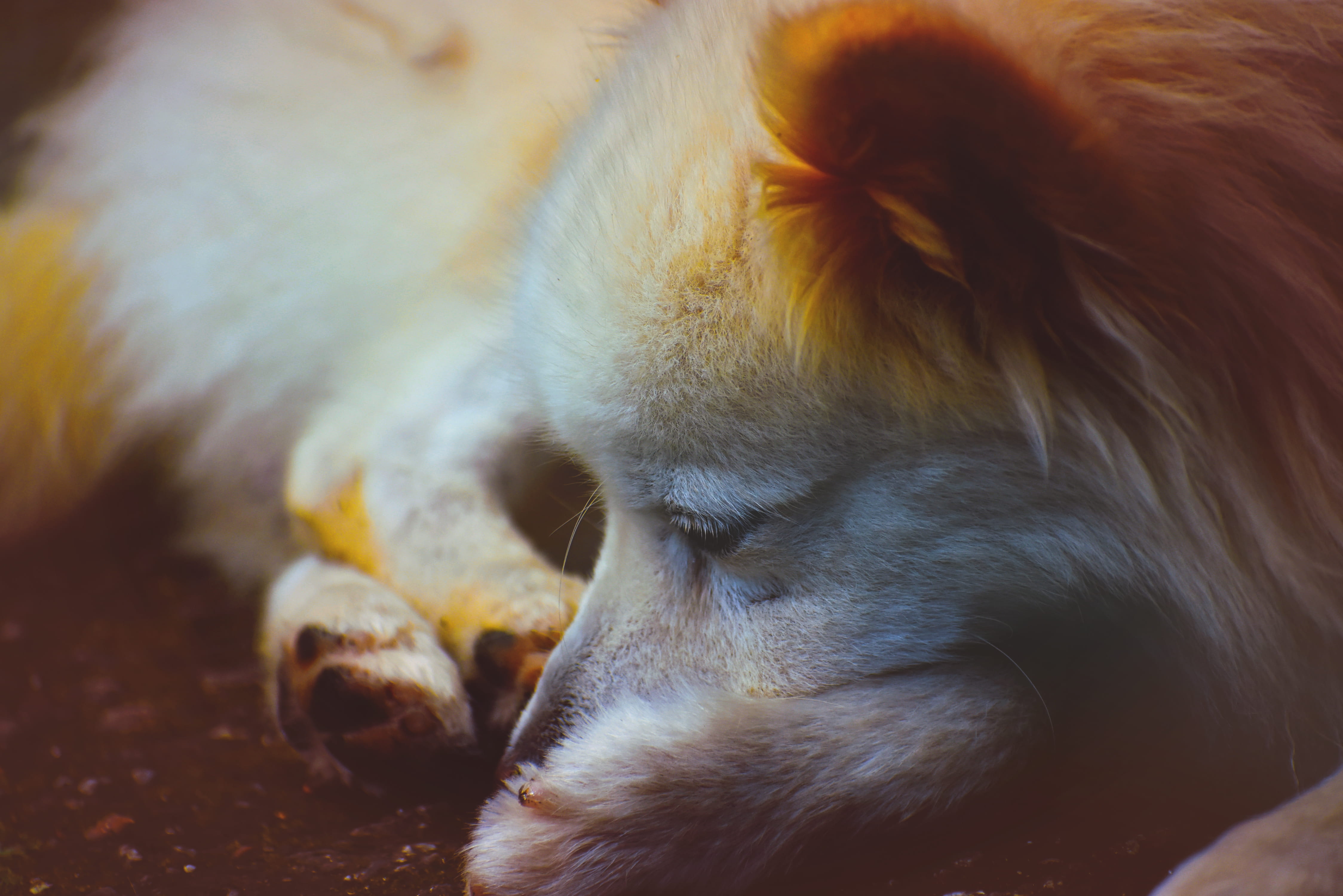 relaxation, mammal, food, animal body part, 4K, selective focus, red wolf, fox, wolf, vertebrate, animal, napping, manx, one animal, produce, whisker, HD Wallpaper