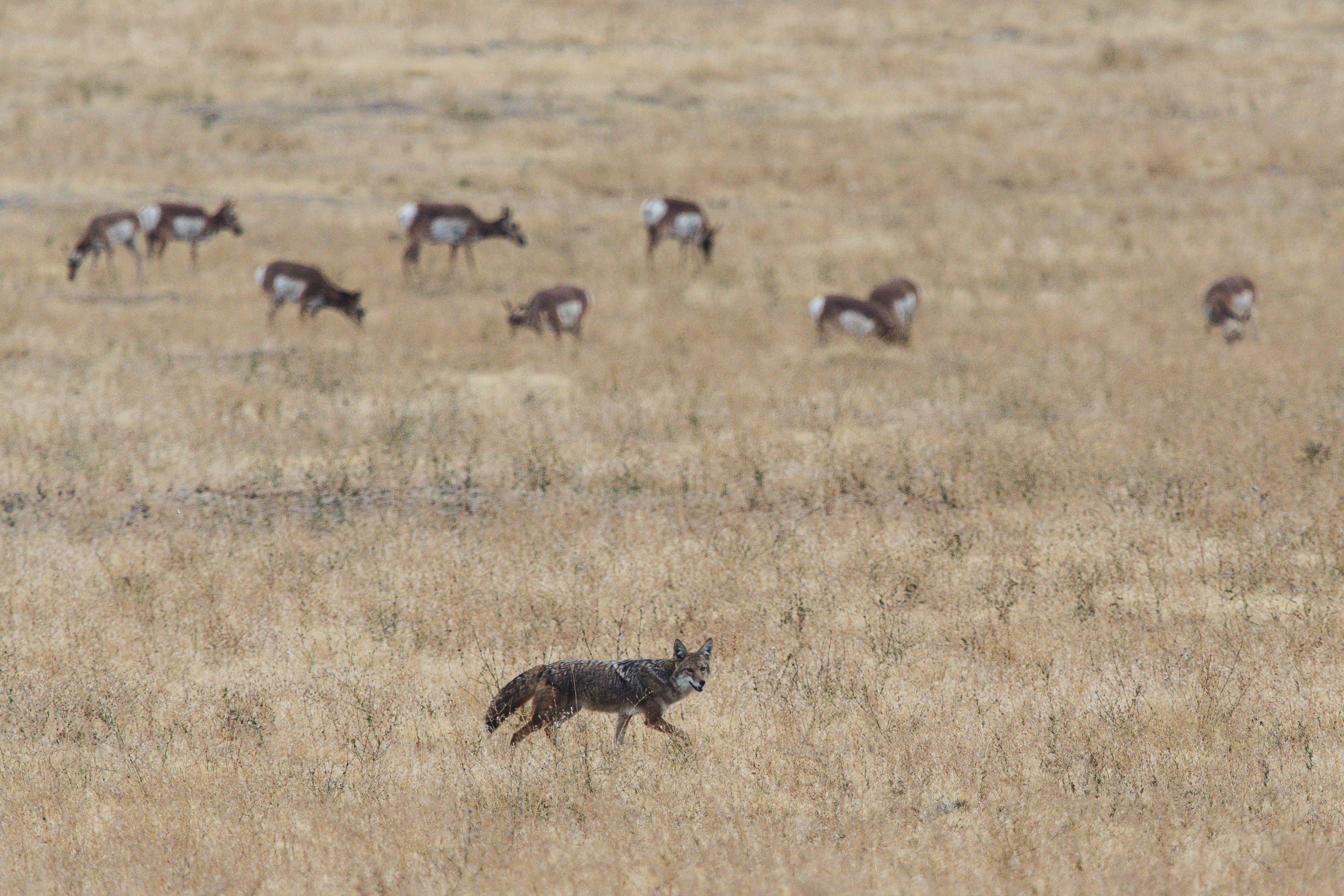 open, brown, animals, wild, deers, gazelle, antelope, plain, deer, savanna, day, mammals, group of animals, animal, side view, landscape, field, nature, HD Wallpaper