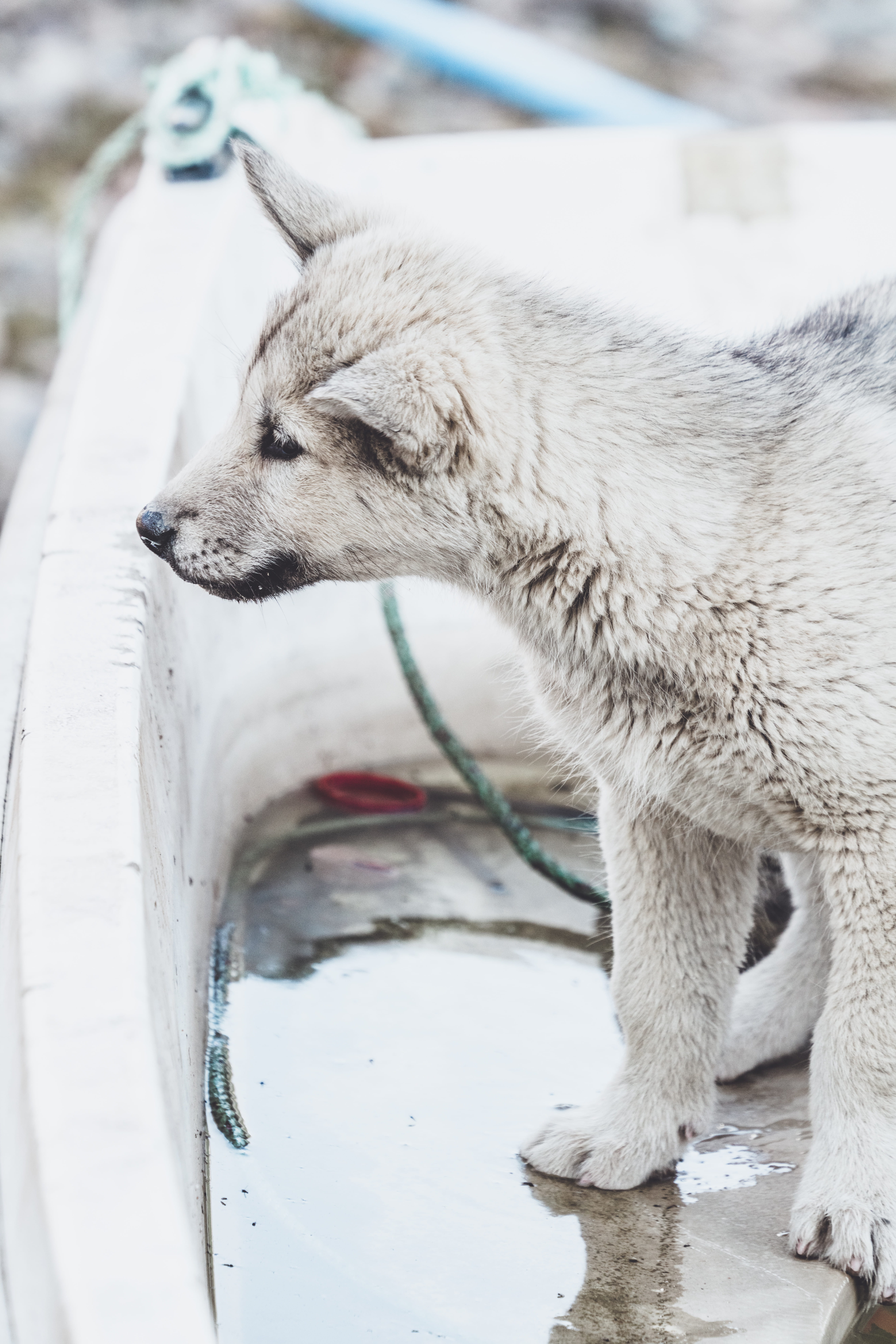 coated, grey fox, vertebrate, focus on foreground, no people, winter, 8K, mammal, puppy, wolf, looking away, husky, close-up, bathtub, bear, animal themes, Phone HD Wallpaper