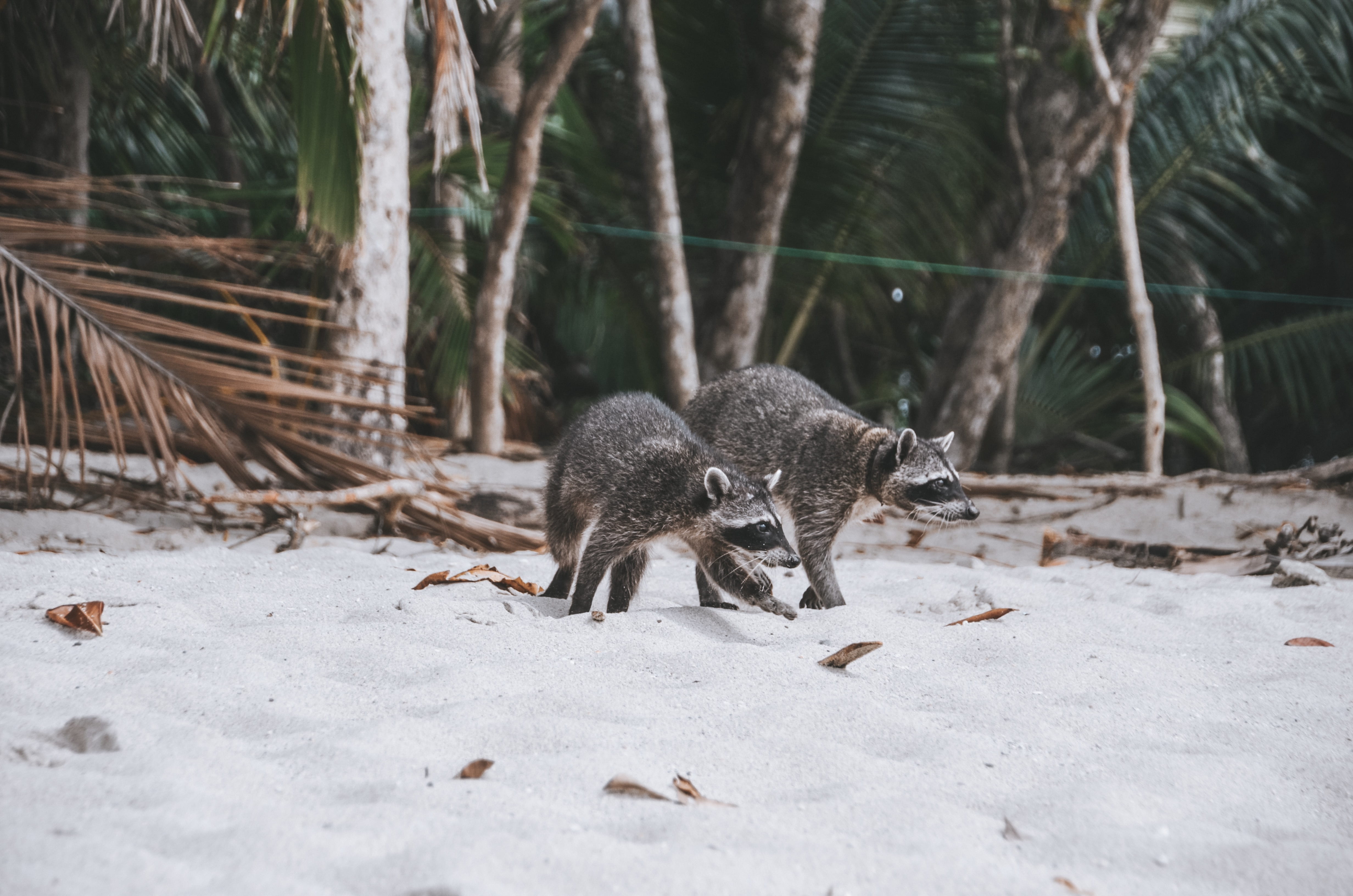 sunlight, walking, 4K, wallaby, bear, group of animals, land, badger, fern, animal, animal themes, wolf, plant, skunk, canine, tree, young animal, three animals, HD Wallpaper
