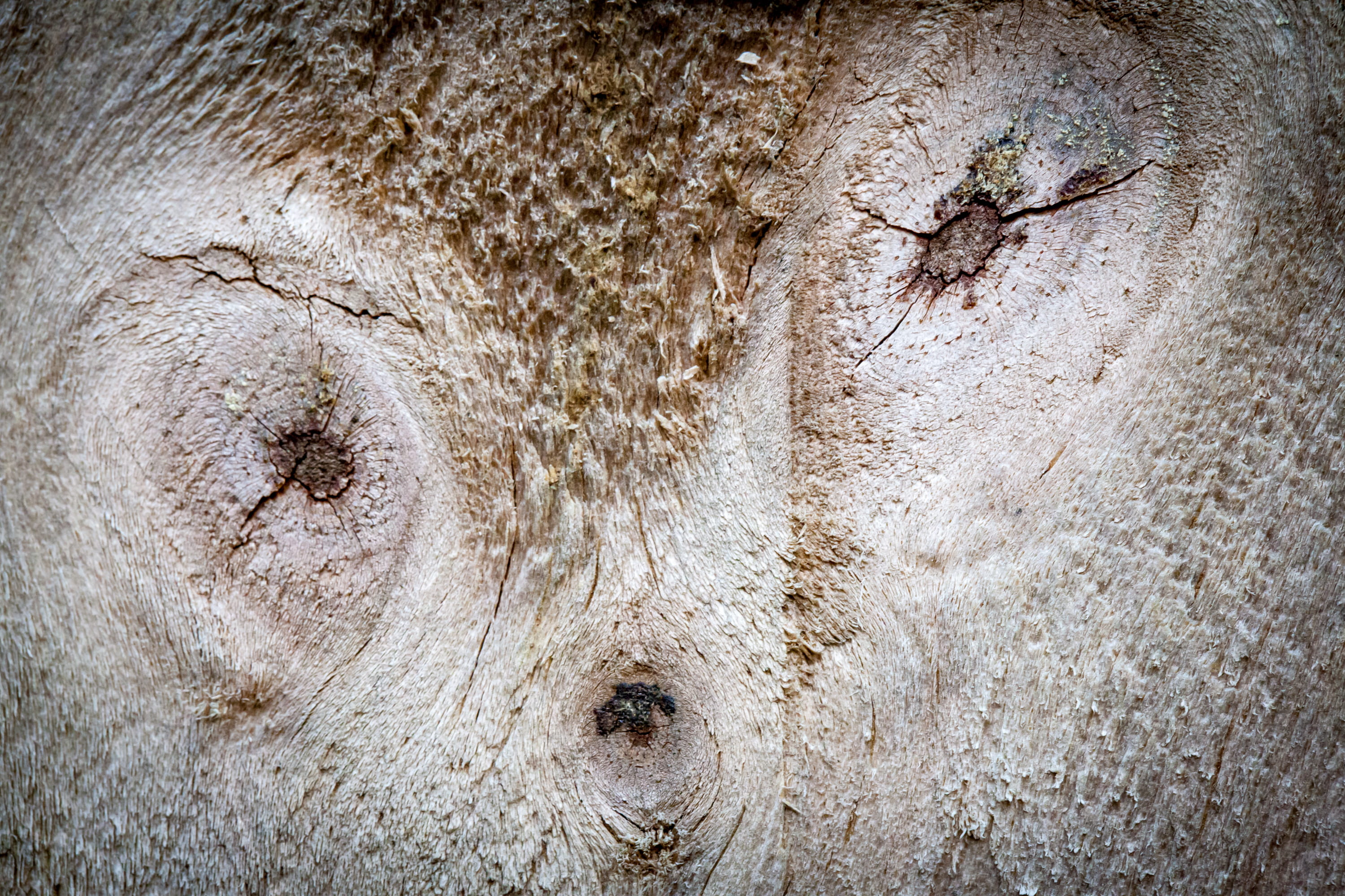 animal eye, animal, nature, bckground, beige, portrait, grey, backgrounds, garden, textured, outdoors, fox, 2K, sheep, animal themes, vertebrate, mammal, HD Wallpaper