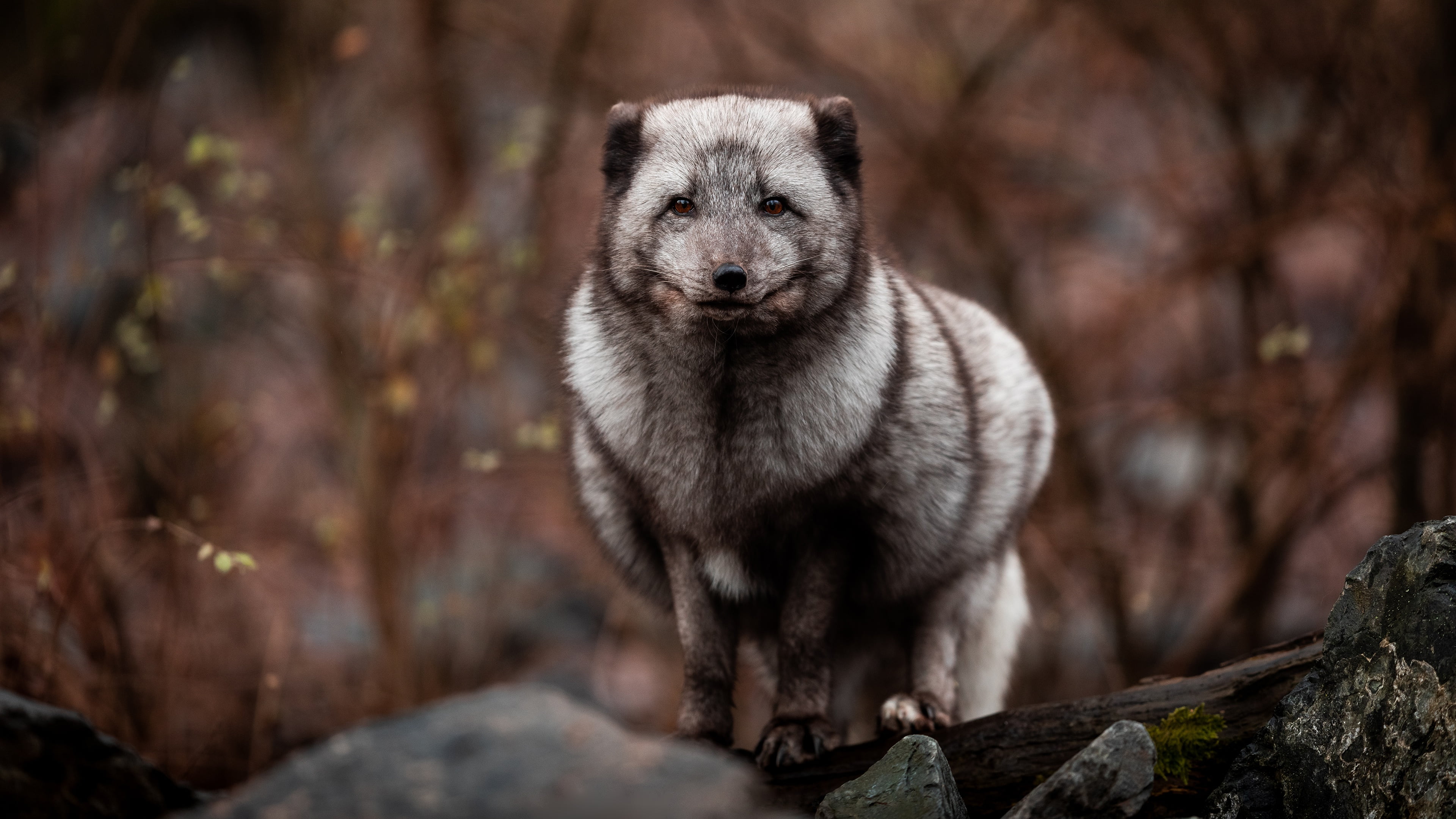 4K, branches, grey, Fox, look, stones, nature, HD Wallpaper