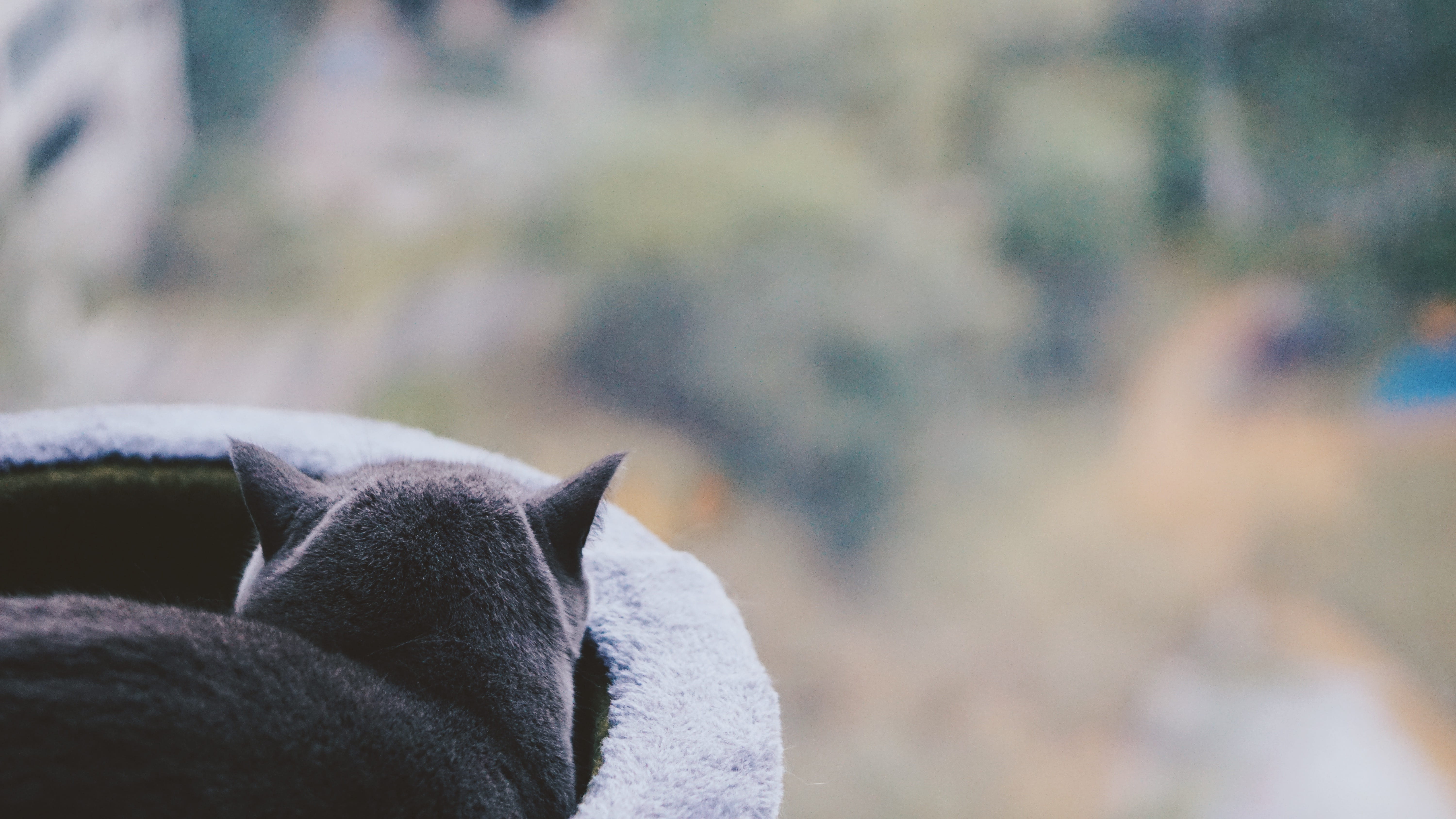 mammal, close-up, pets, one animal, softness, black, focus on foreground, selective focus, koala, nature, outdoors, wildlife, clothing, banister, animal body part, HD Wallpaper