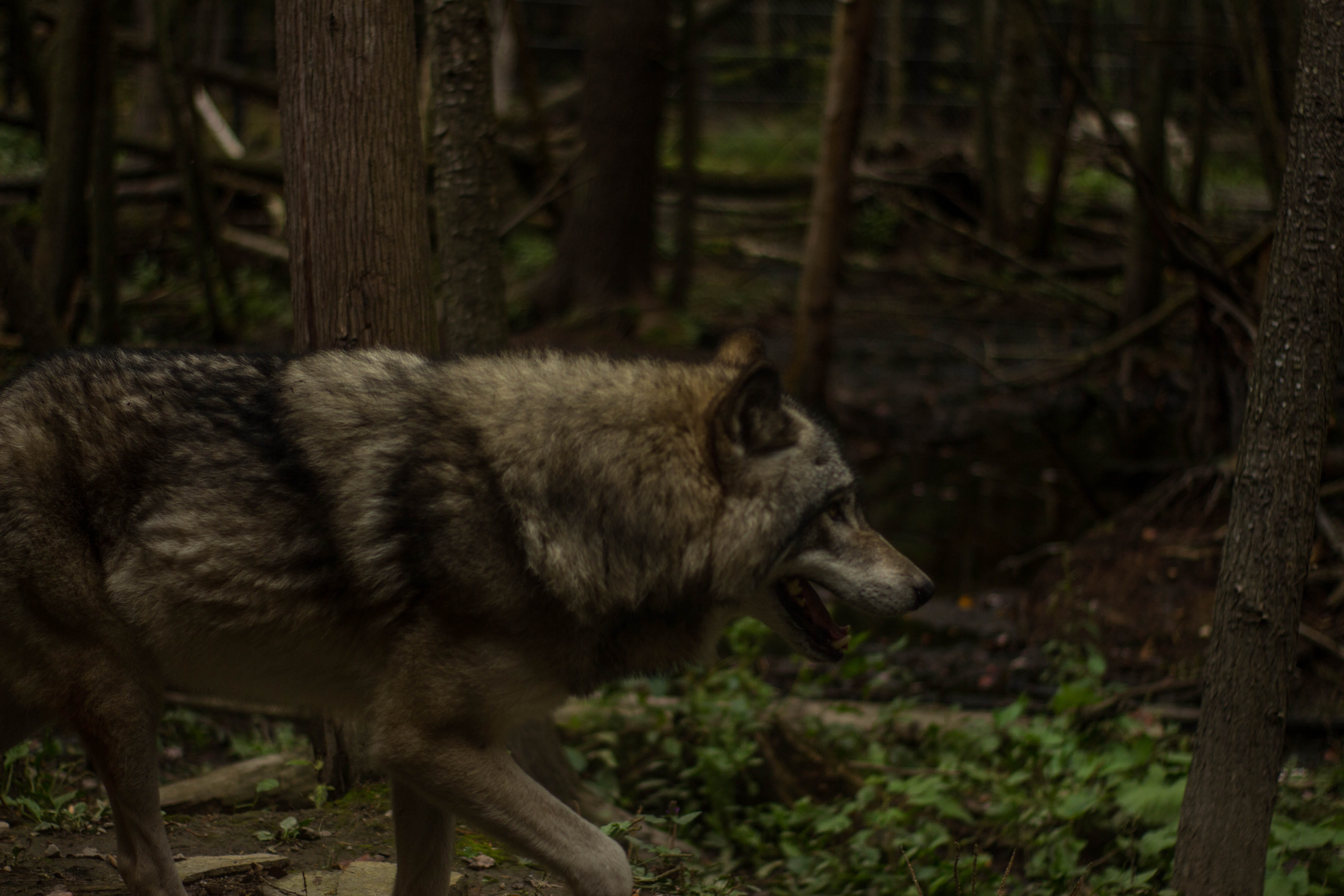 animal, coyote, pet, one animal, outdoors, forest, wild, day, profile view, hyena, animal themes, tree, no people, zoo, focus on foreground, pig, 5K, animals in the wild, HD Wallpaper