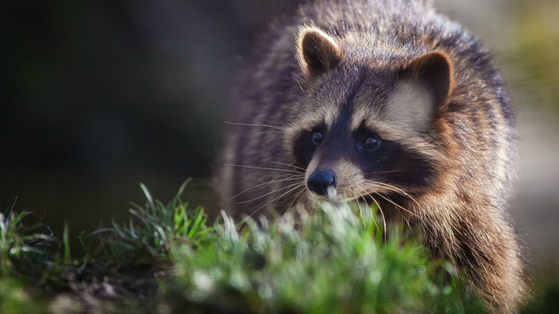 no people, animals, mammal, kit fox, fox, nature, raccoon, canine, whisker, focus on foreground, close-up, vertebrate, animals in the wild, selective focus, HD Wallpaper
