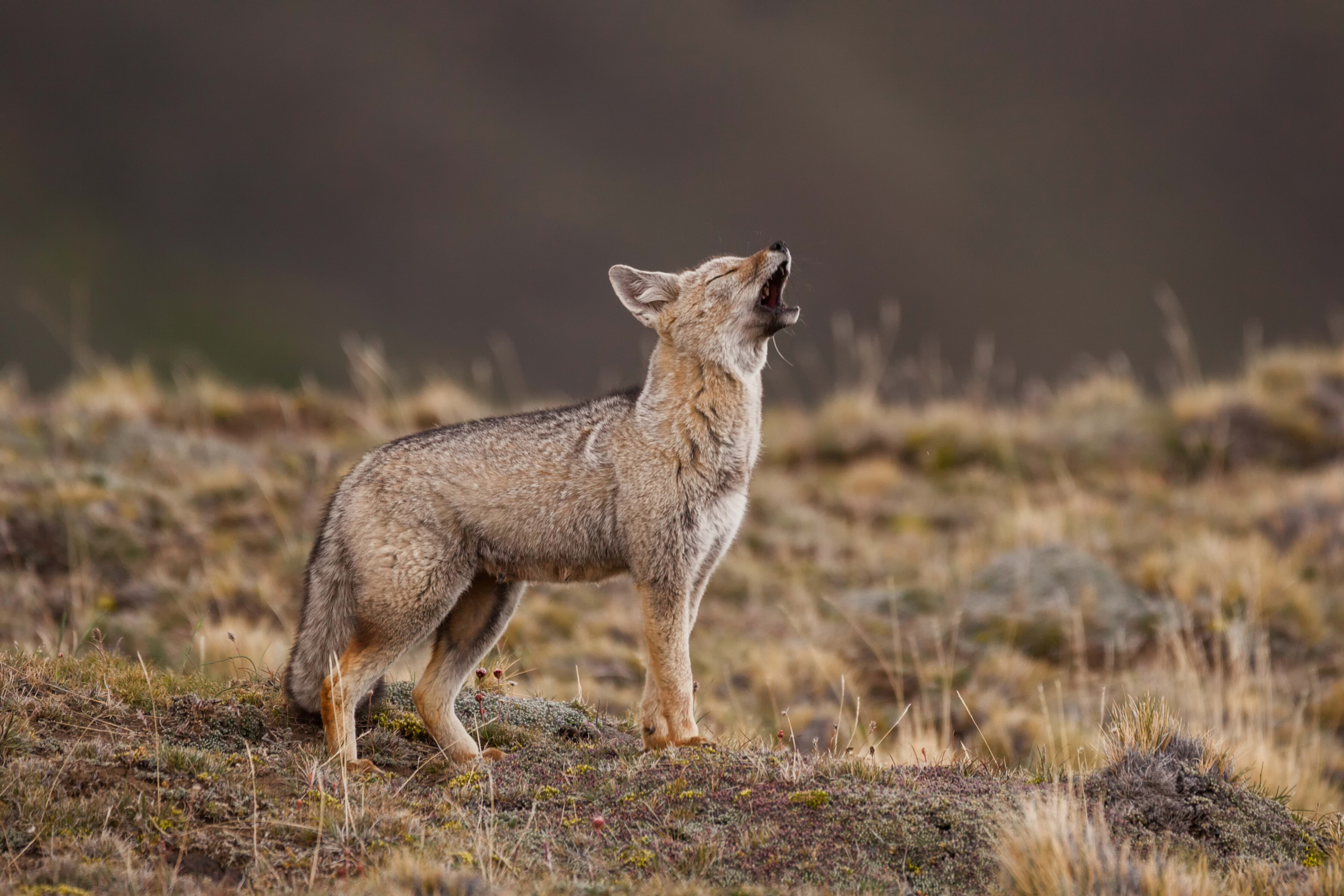 5K, Grey fox, bokeh, howl, HD Wallpaper