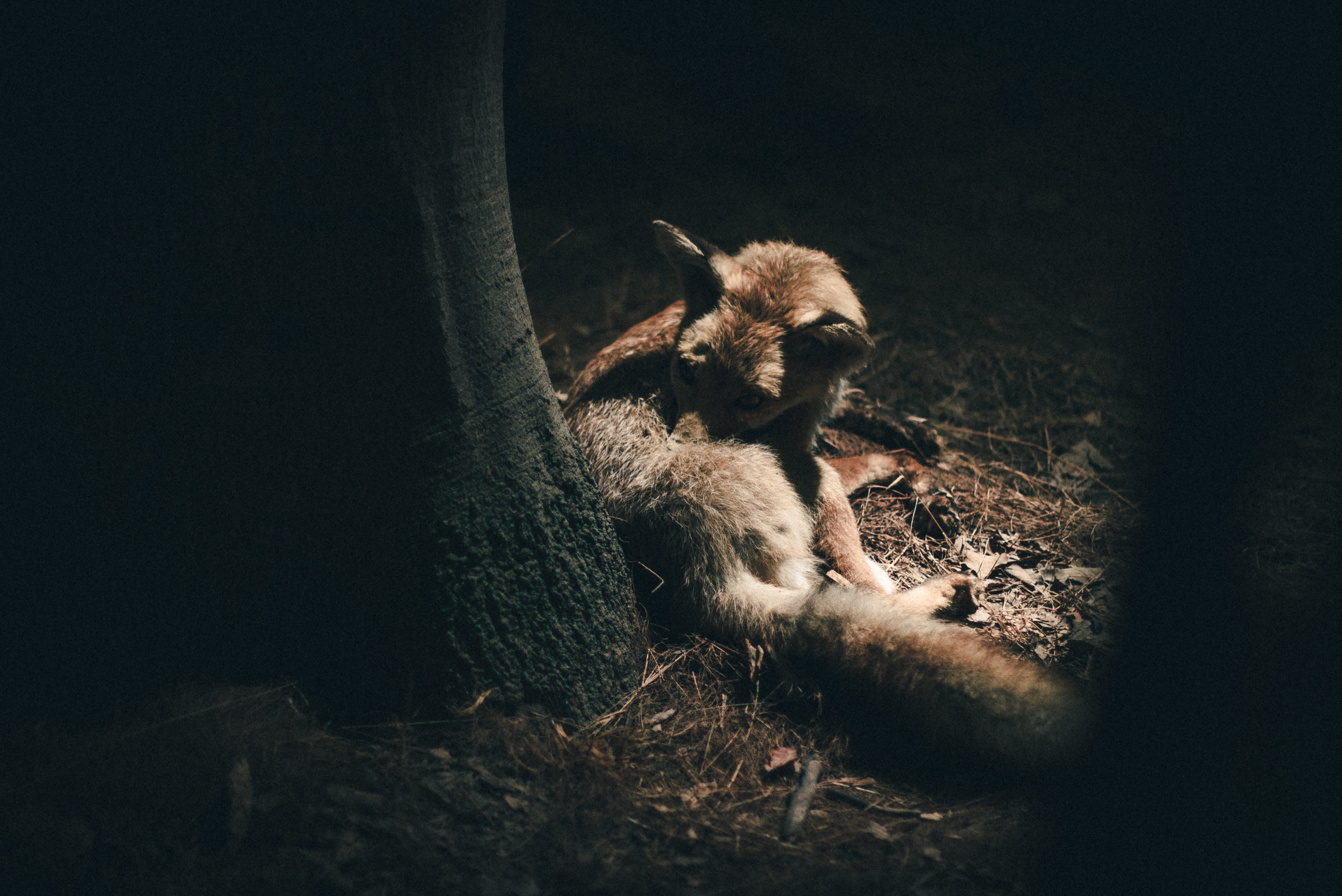 animal family, night, fur, grey, care, outdoors, 4K, wildlife, lion - feline, grooming, animal, one animal, portrait, lioness, young animal, animal wildlife, HD Wallpaper
