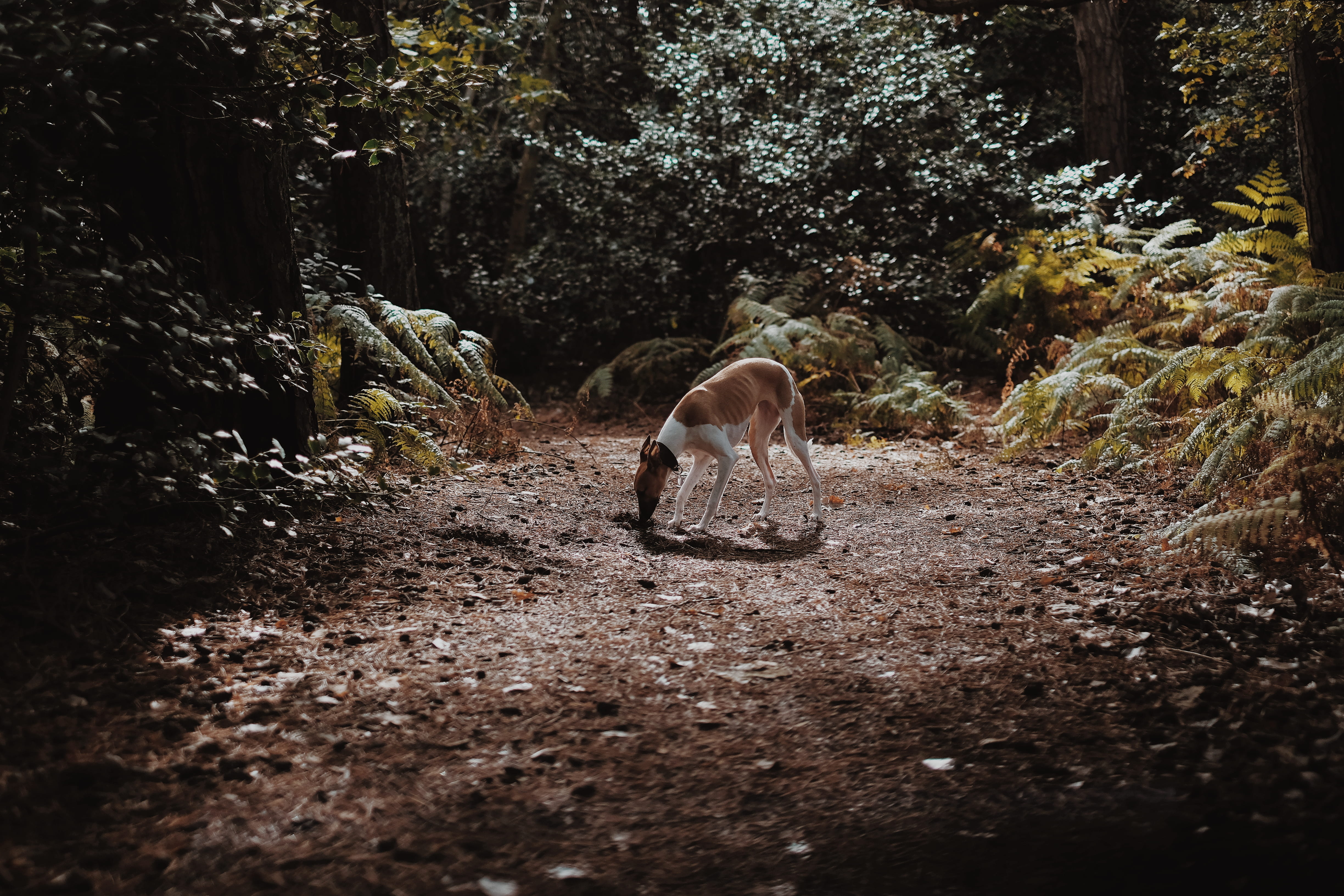 no people, wildlife, canine, pets, grey, growth, landscape, field, plant, nature, antelope, brown, outdoors, short, dog, land, forest, gazelle, day, coated, HD Wallpaper