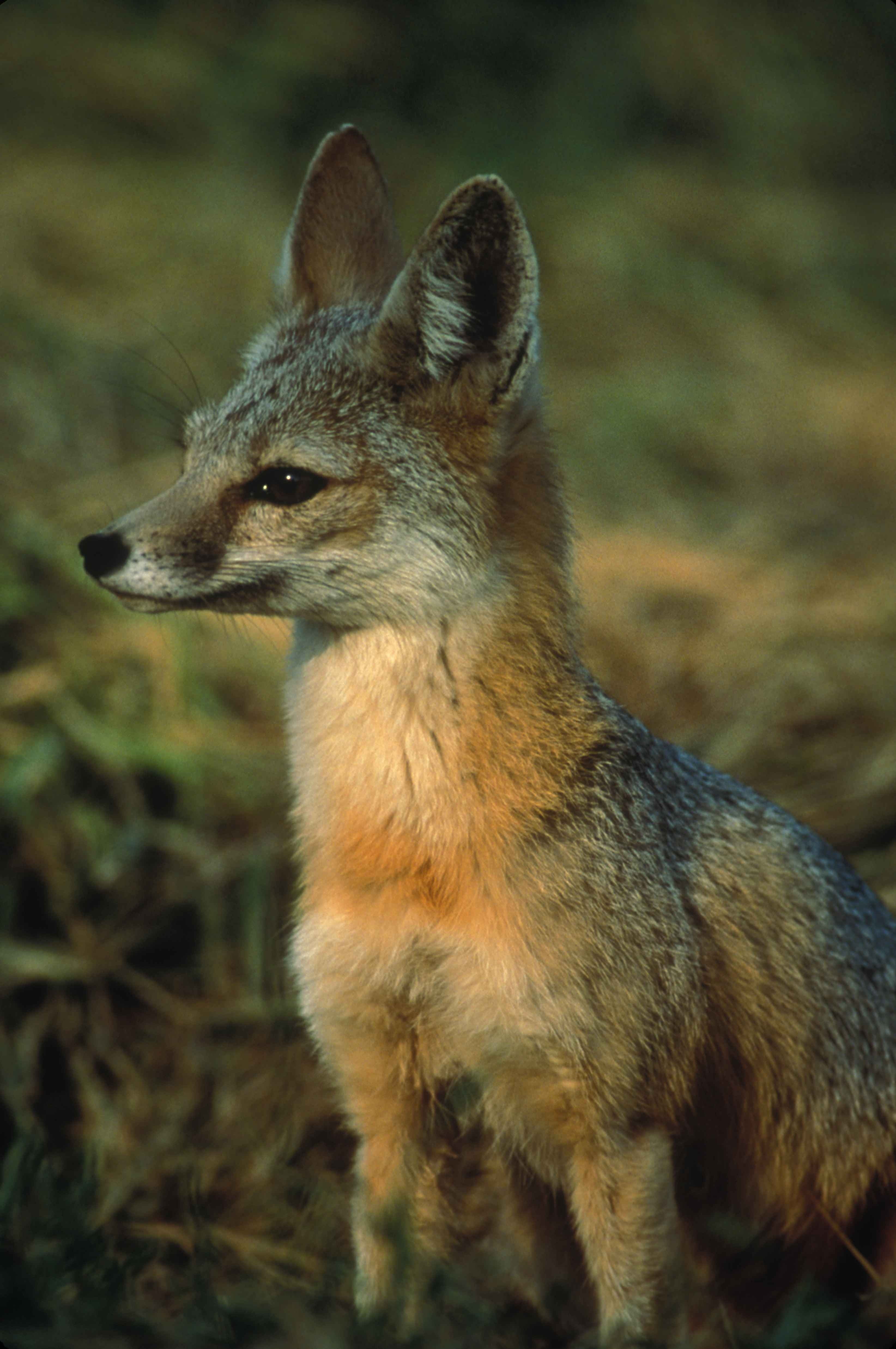 4K, mammal, grass, land, vertebrate, photography, fauna, focus on foreground, mutica, one animal, field, animal wildlife, macrotis, grey, vulpes, dog, Phone HD Wallpaper
