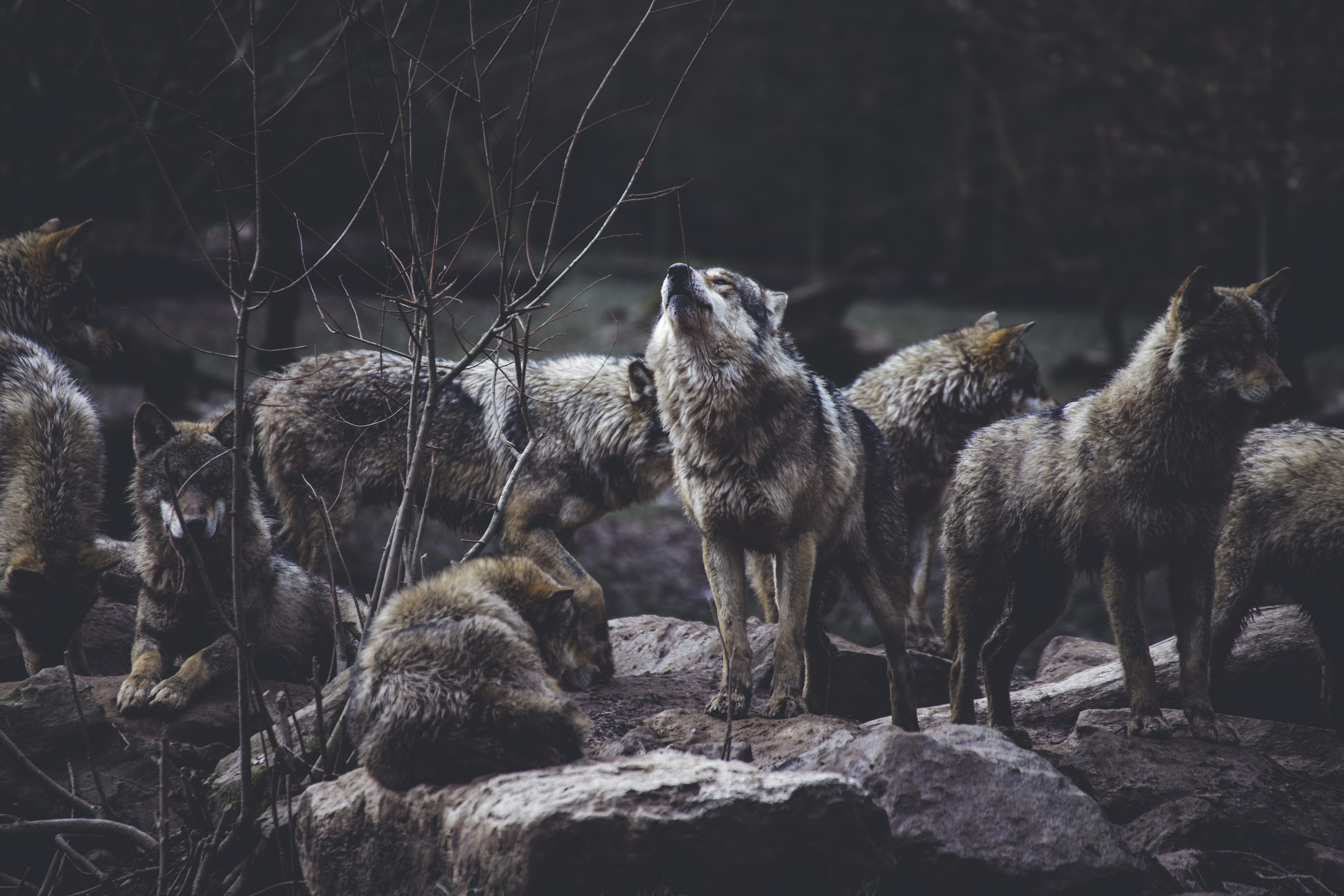 animal themes, outdoors, group of animals, nature, 5K, animal, solid, rock, formation, tree, three animals, land, standing, mammal, day, animals in the wild, HD Wallpaper
