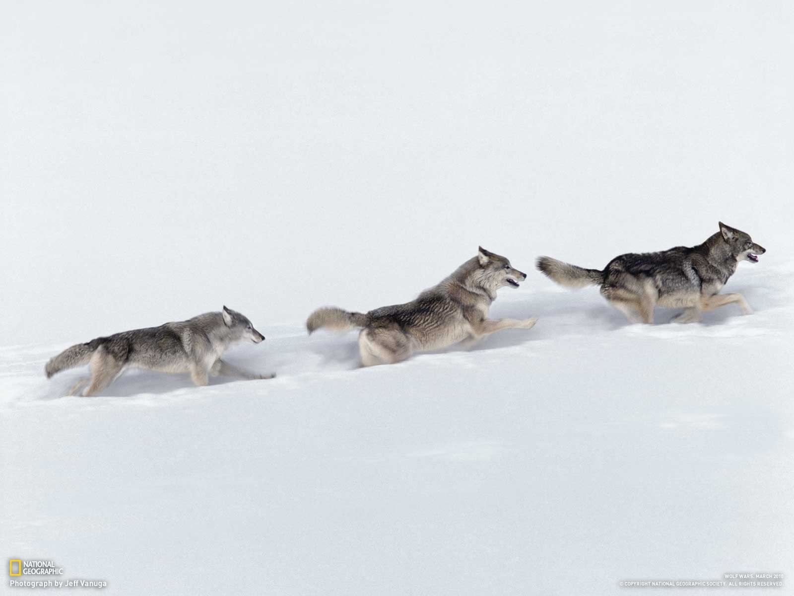 720P, animals, snow, wolf, wildlife, pack, Canines, predator, winter, wolves, HD Wallpaper