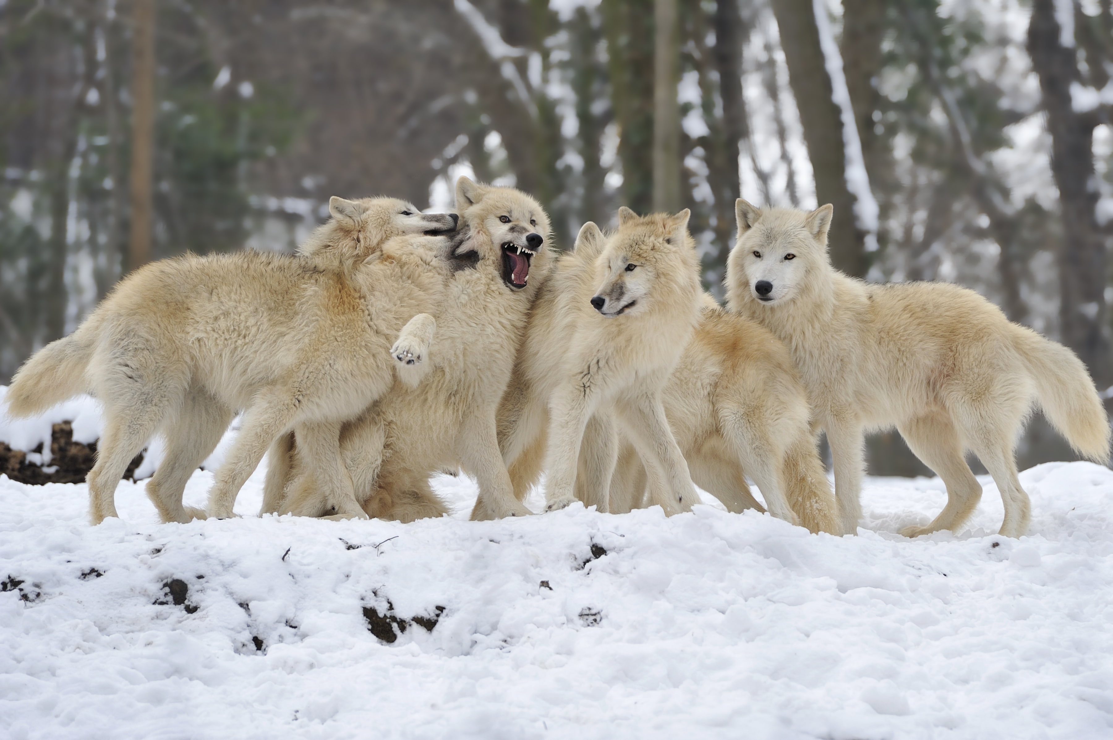 winter, wolves, snow, wolf, pack, 2K, HD Wallpaper