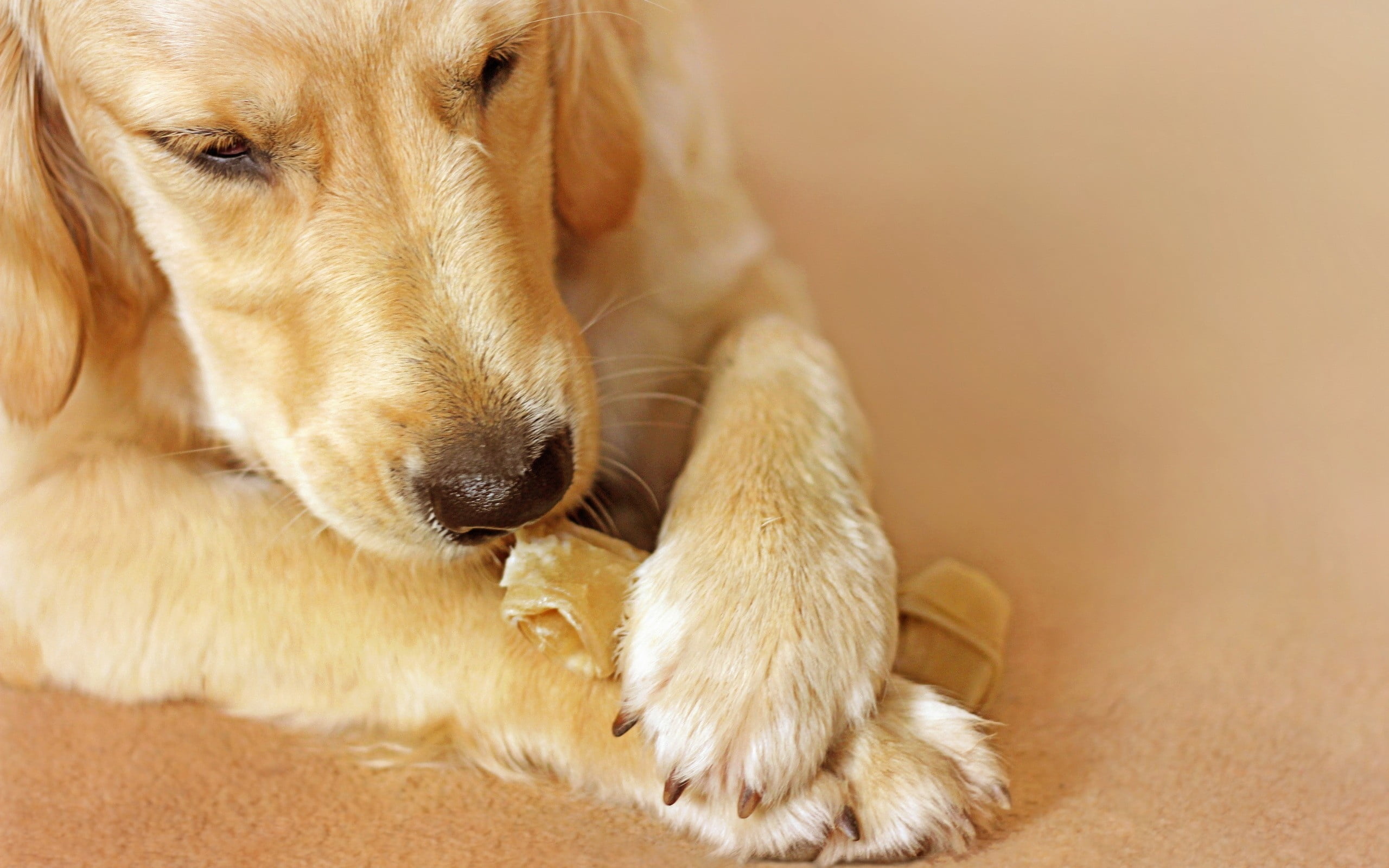 muzzle, gold Colored, portrait, one animal, vertebrate, nose, small, golden Retriever, animal, adult, puppy, play, relaxation, lying Down, fur, domestic Animals, HD Wallpaper