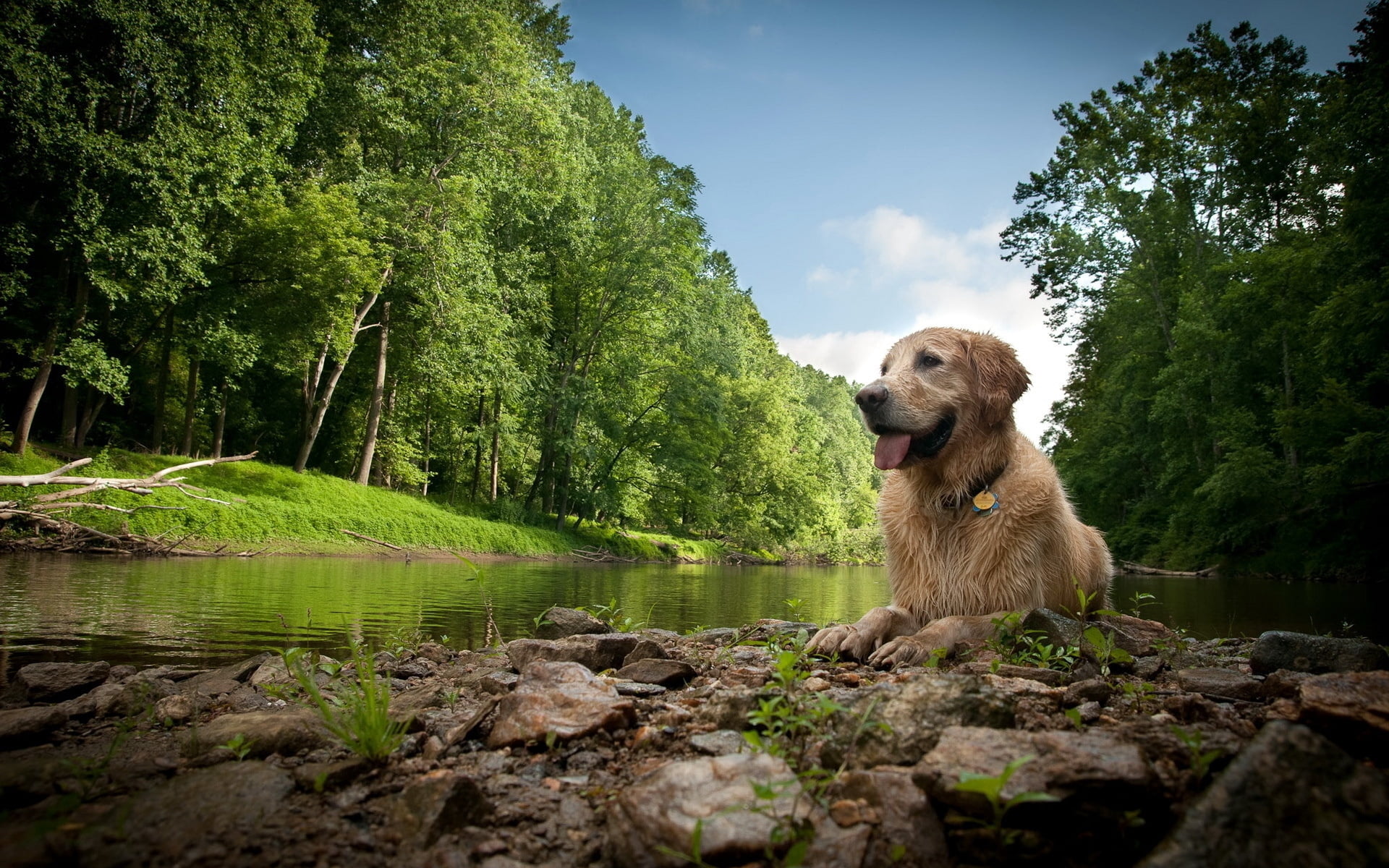 one animal, dog, nature, brown, mammal, day, gold Colored, grass, wet, summer, sitting, 1080P, golden, fun, happiness, pets, green Color, cheerful, adult, HD Wallpaper