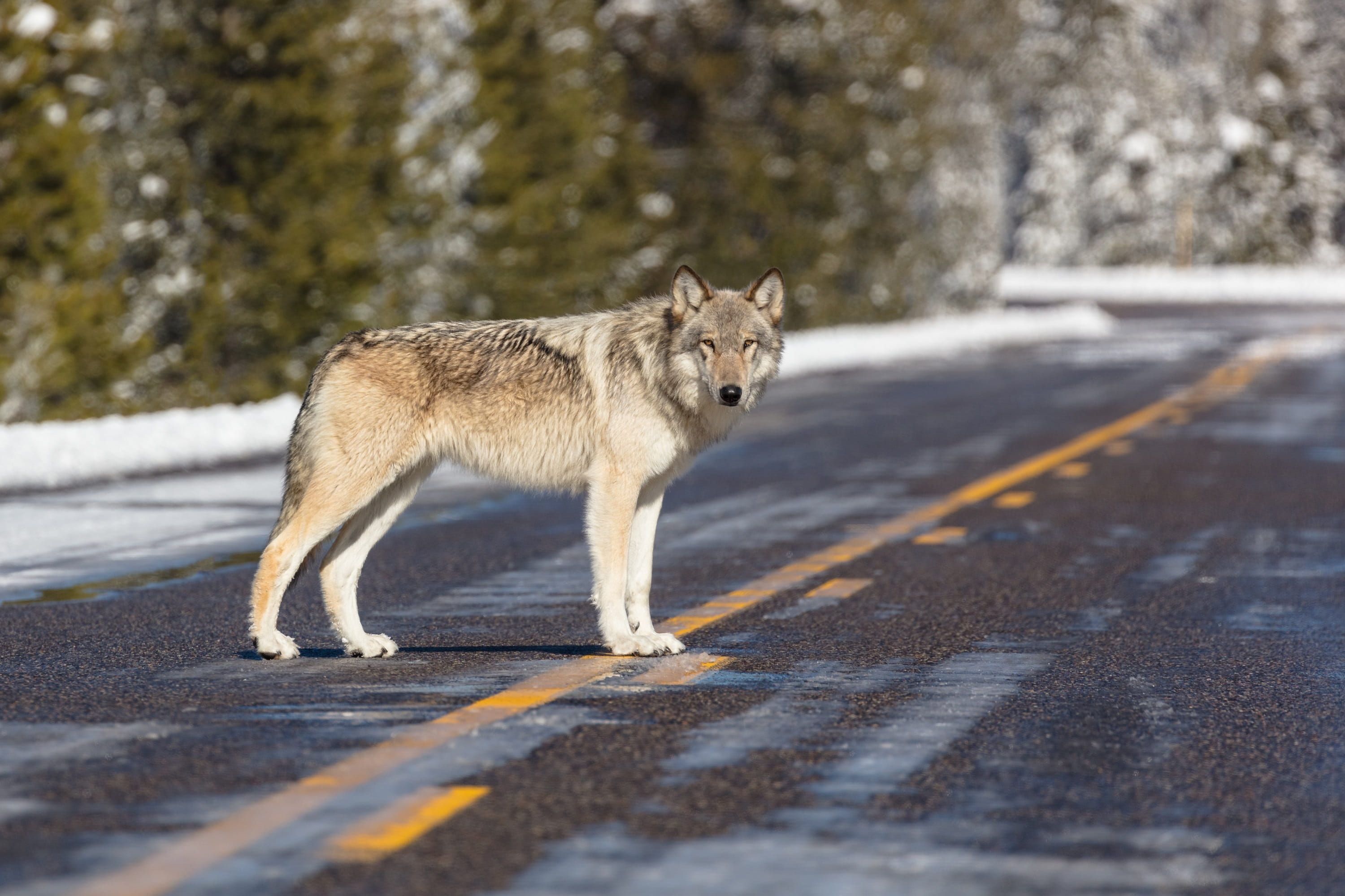domestic, animals in the wild, yellowstone, street, winter, looking at camera, vertebrate, fur, 2K, lupus, wild, full length, sign, usa, predator, animal themes, HD Wallpaper