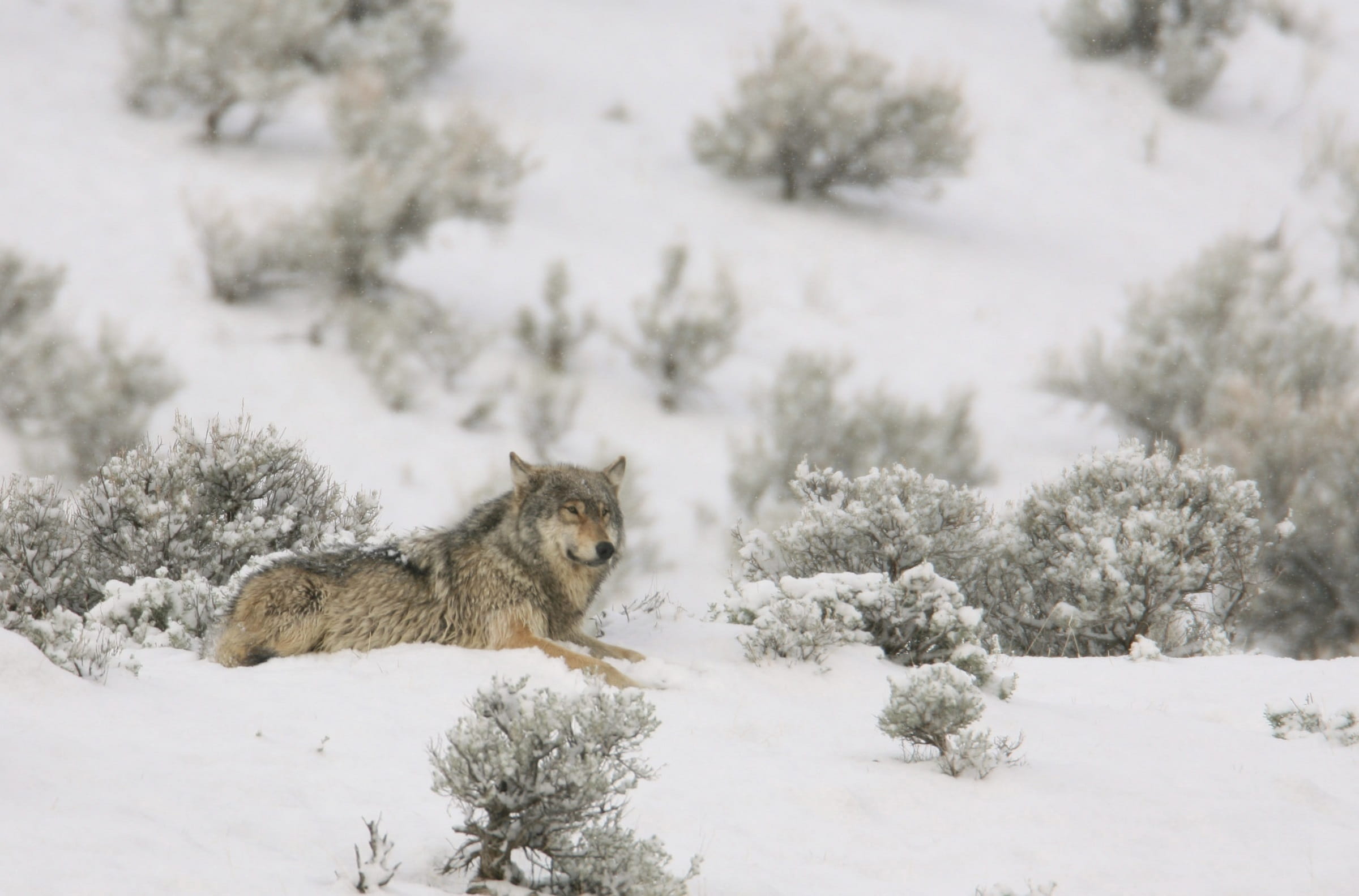 nature, usa, animal wildlife, focus, looking, snowing, gray, predator, no people, cold - Temperature, national park, stare, vertebrate, photo, cold, laying, HD Wallpaper