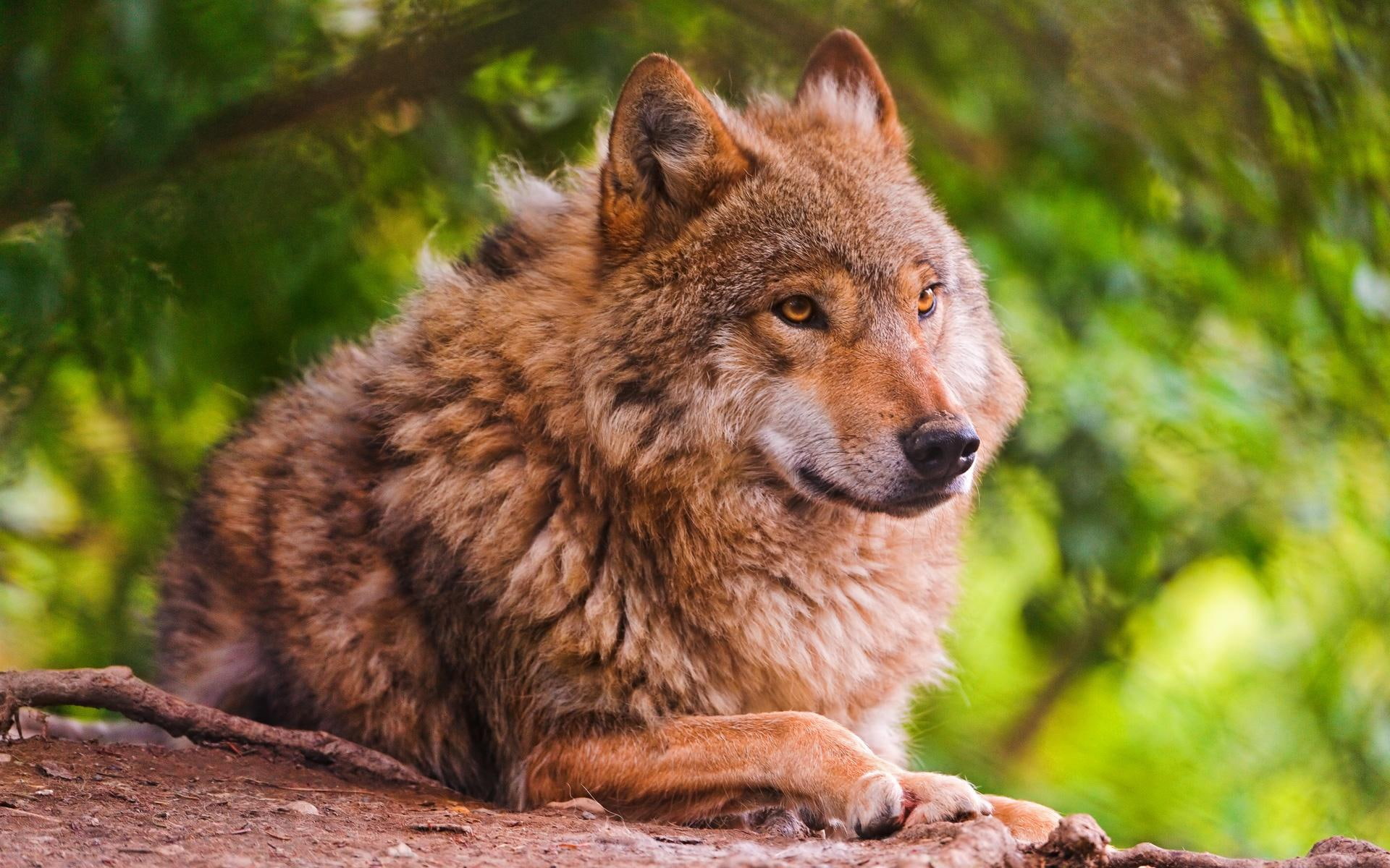 animals, wolf, 1080P, peace, beautiful, grey, brown, solitude, dog, gorgeous, majestic, enjoying, HD Wallpaper