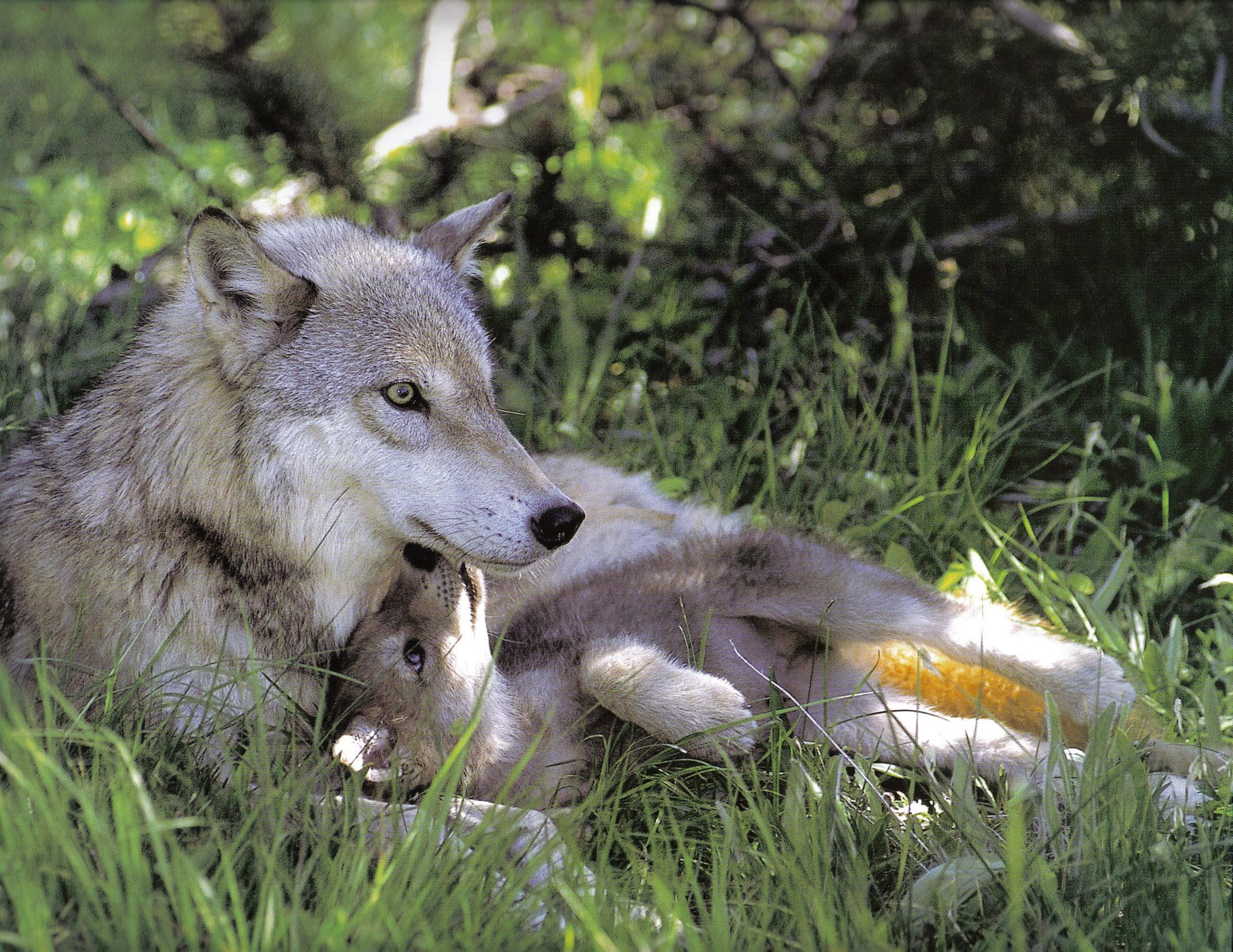animals, grey, 1080P, mom, gray, nature, wolf, two, wolves, HD Wallpaper