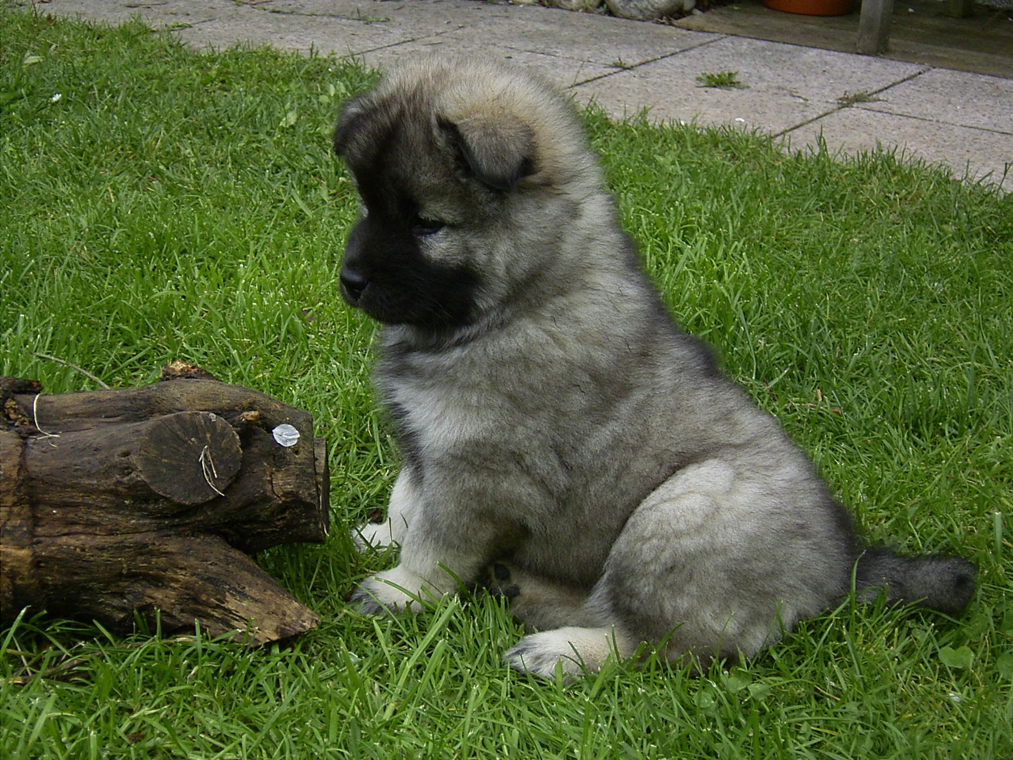 logs, curious puppies, thing, 1080P, animals, puppies, grey puppies, wolves, dogs, HD Wallpaper