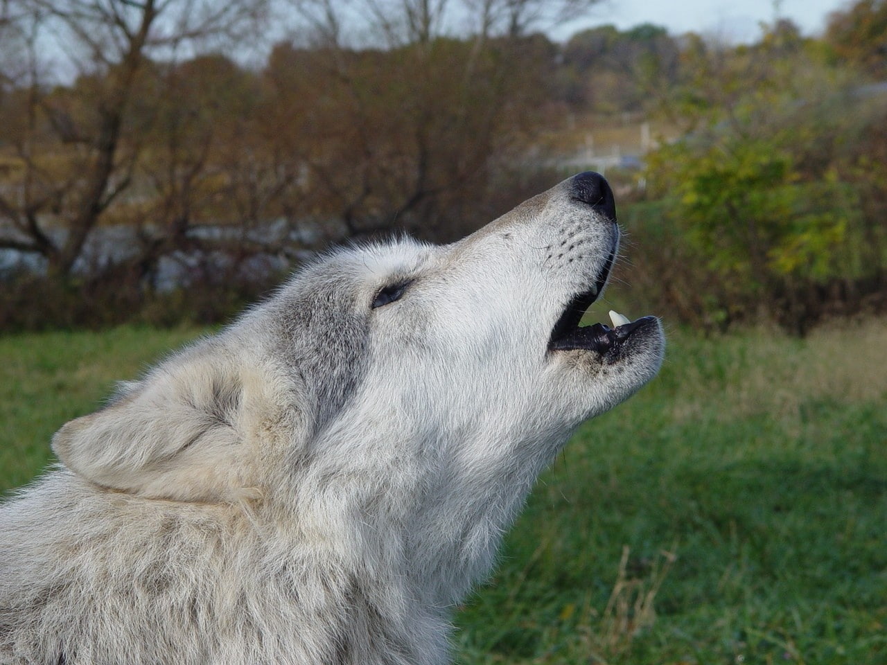 wolves, art, 720P, grey, hd, wolf, animals, HD Wallpaper