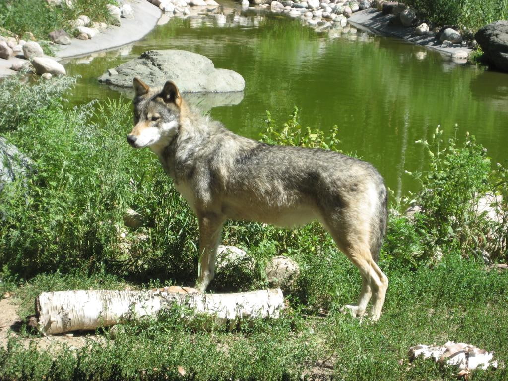 grey, hd, art, 480P, animals, wolf, wolves, HD Wallpaper