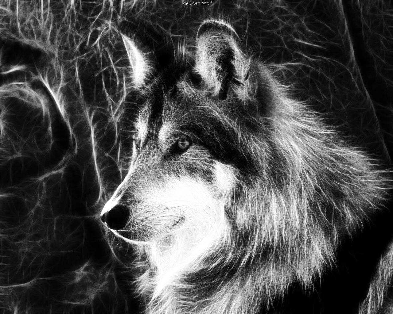 animals, grey, wolf, art, fractals, black, mexican, 720P, wolves, hd, HD Wallpaper