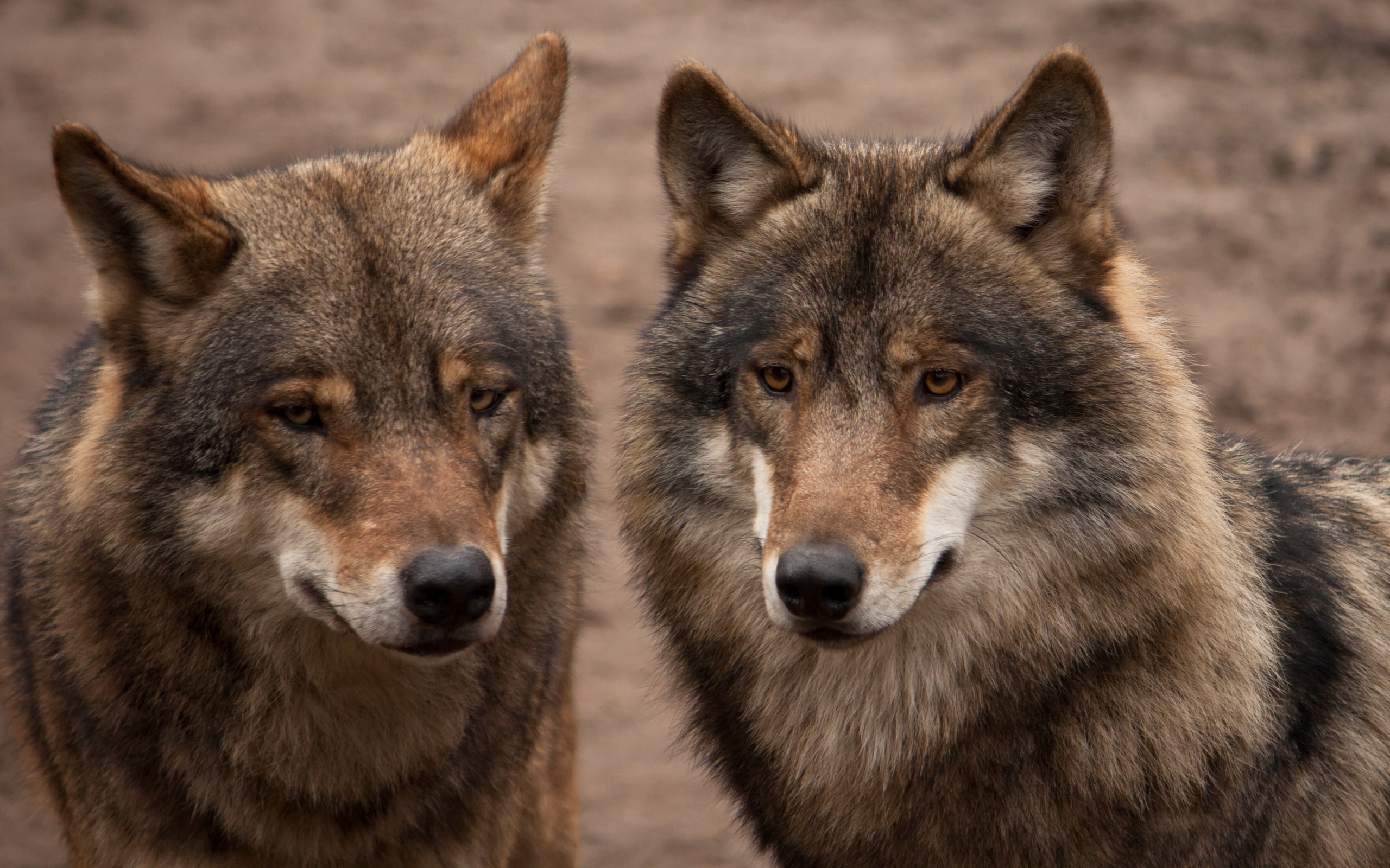 no People, vertebrate, animal, gray Wolf, animal Themes, animals Hunting, danger, grey, pair, looking at camera, animals In The Wild, outdoors, group of animals, HD Wallpaper
