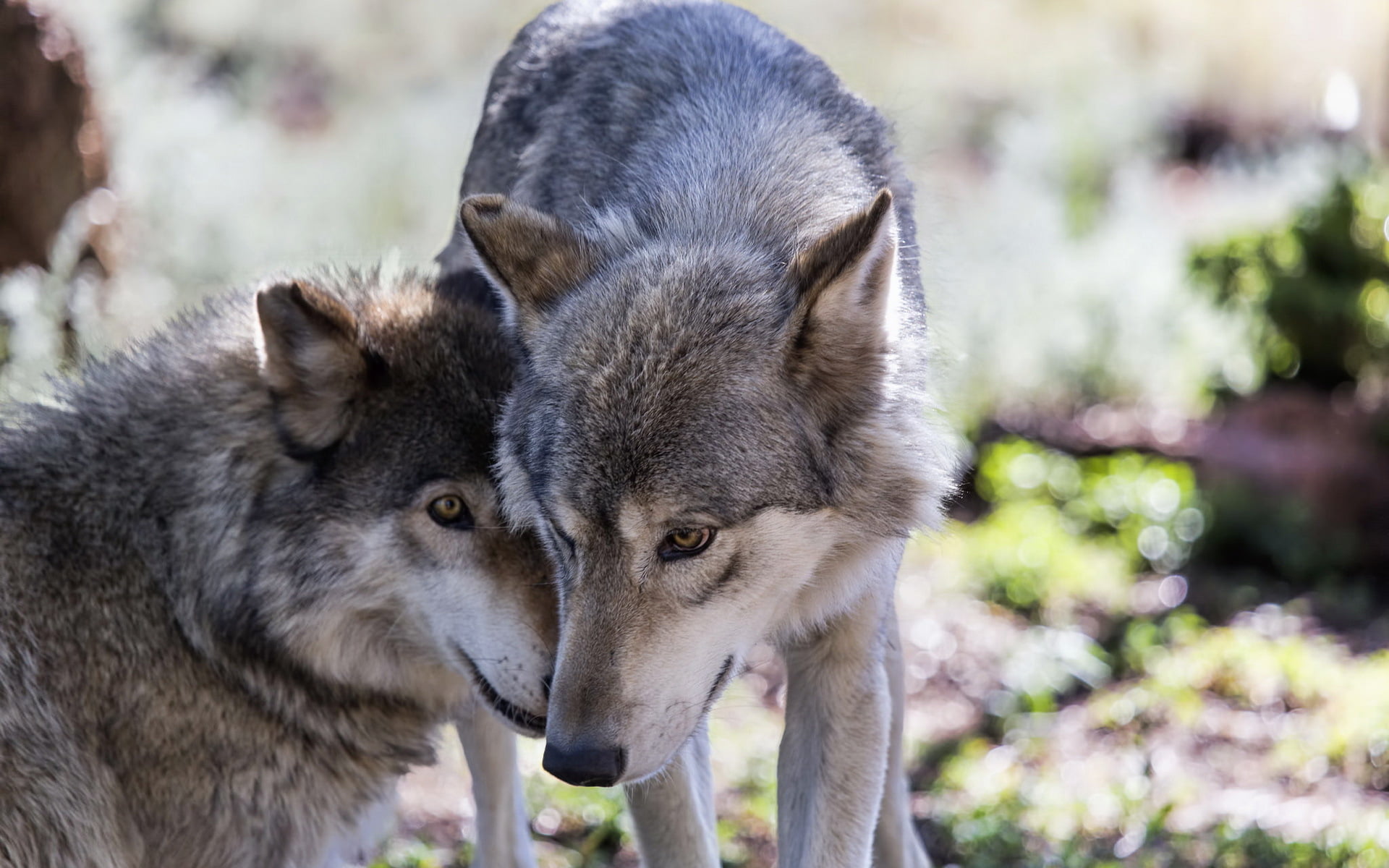 focus on foreground, animal body part, wolves, close-up, domestic, pets, outdoors, animal wildlife, wolf, nature, young animal, two, vertebrate, 1080P, HD Wallpaper